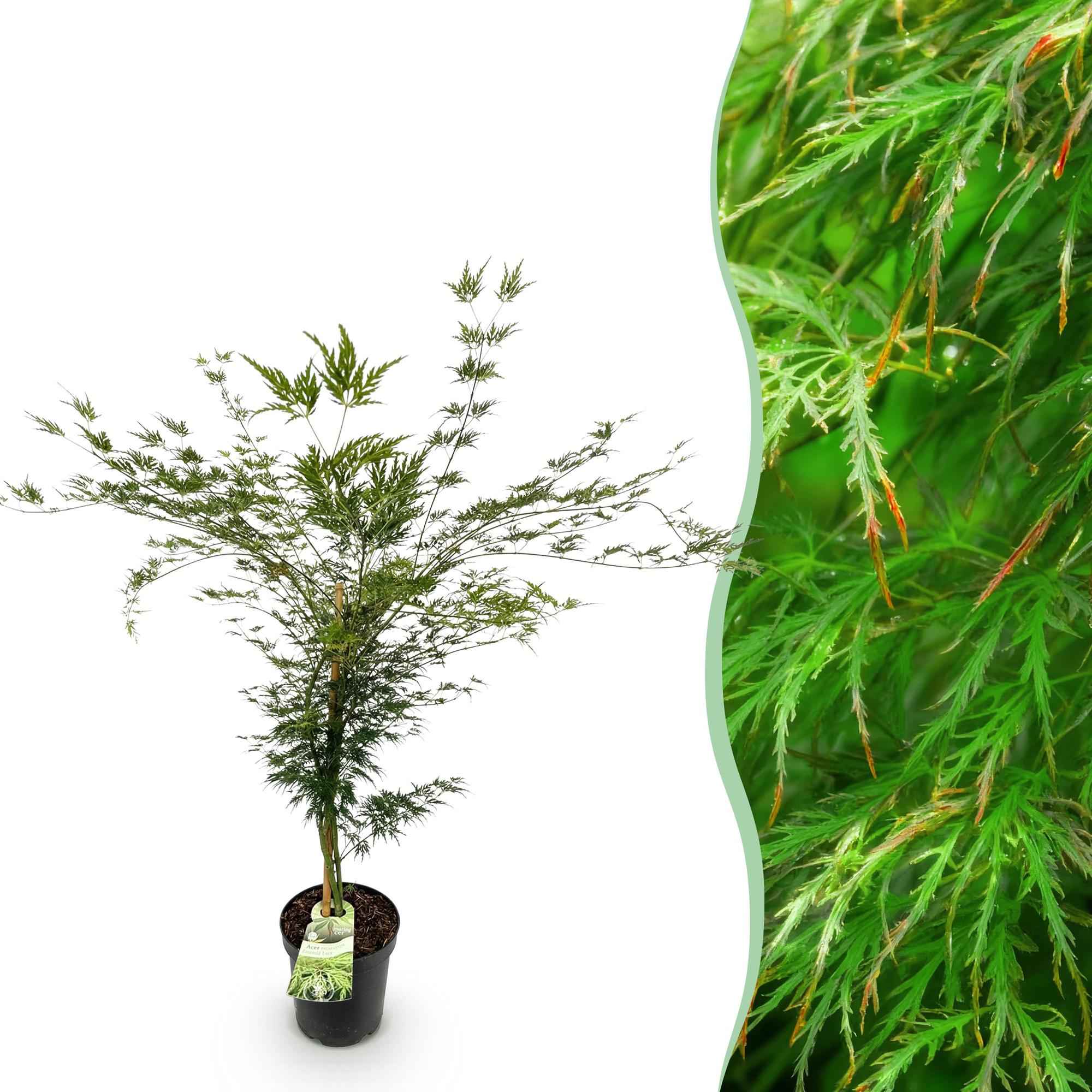 Image of Japanischer Ahorn Acer palmatum Emerald Lace, laubabwerfende Gartenpflanze in Grün, fein geschlitzter Zierahorn für Garten und Kübel, Ø26cm, 90cm-0