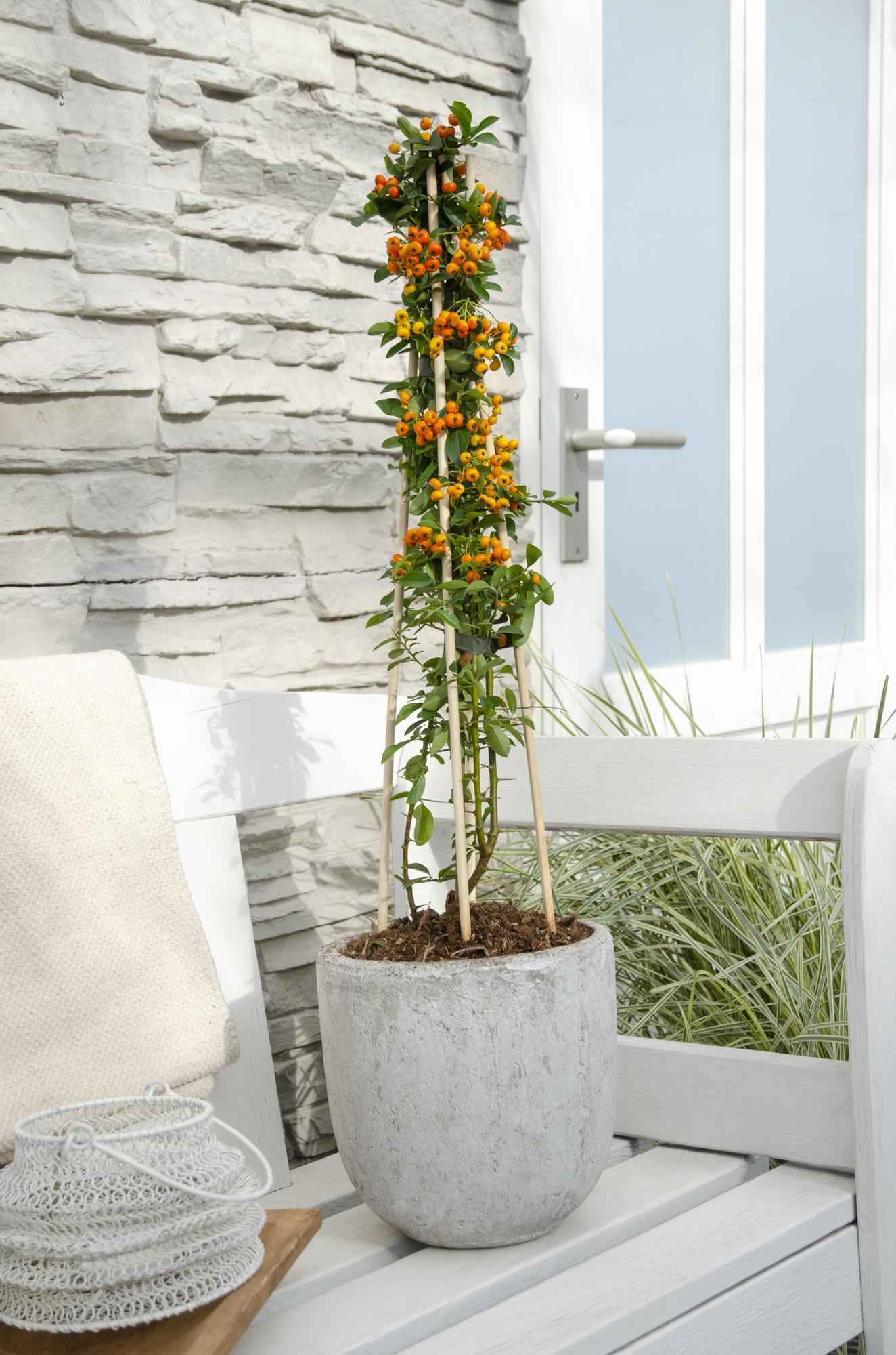 Image of Feuerdorn – Pyracantha 'Orange Glow' – Ø15cm – ↕65cm – Immergrüner Strauch mit oranger Beerenpracht – Ideal als Sichtschutz & Vogelschutzhecke-2