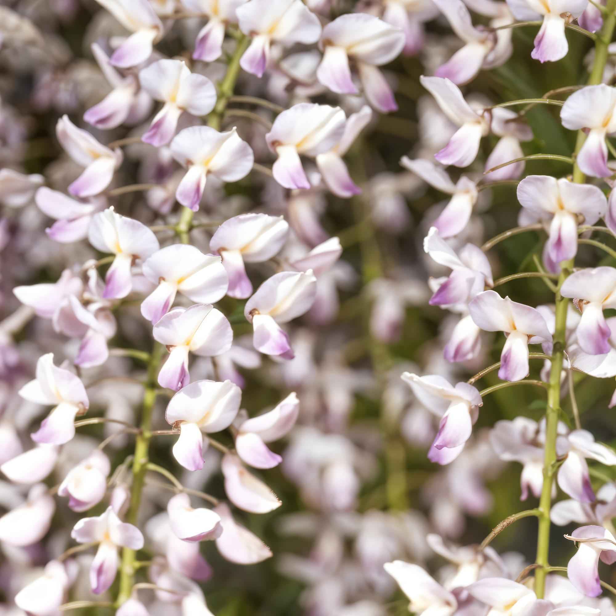 Image of Kletterpflanze Wisteria floribunda Rosea – Rosa Blütentrauben – Frühling – 11cm x H40cm – Pflegeleicht – Für Garten, Pergola & Zaun-4
