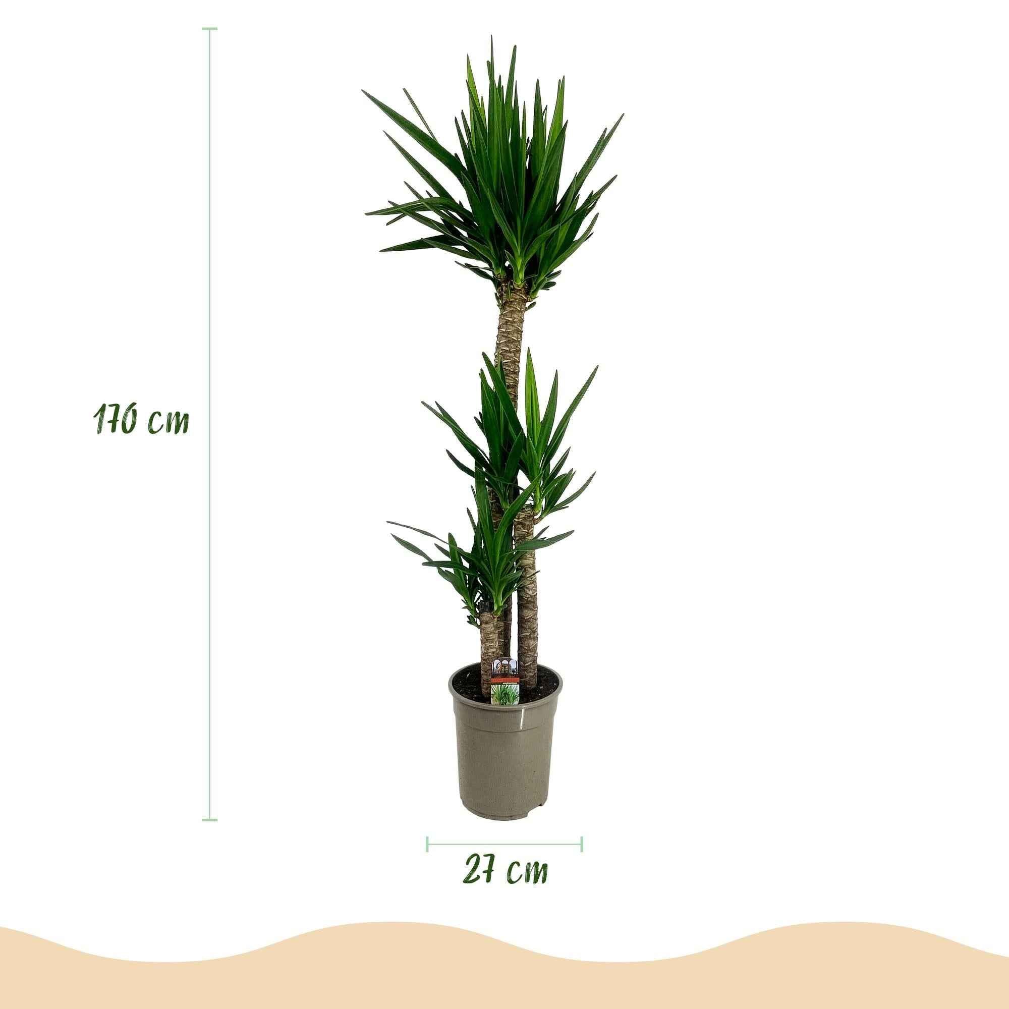 Image of Palmlilie Yucca Elephantipes – 170cm – 27cm – Pflegeleichte, robuste Palmlilie mit langen, schmalen Blättern – Großwüchsige Zimmerpflanze für Wohn-2