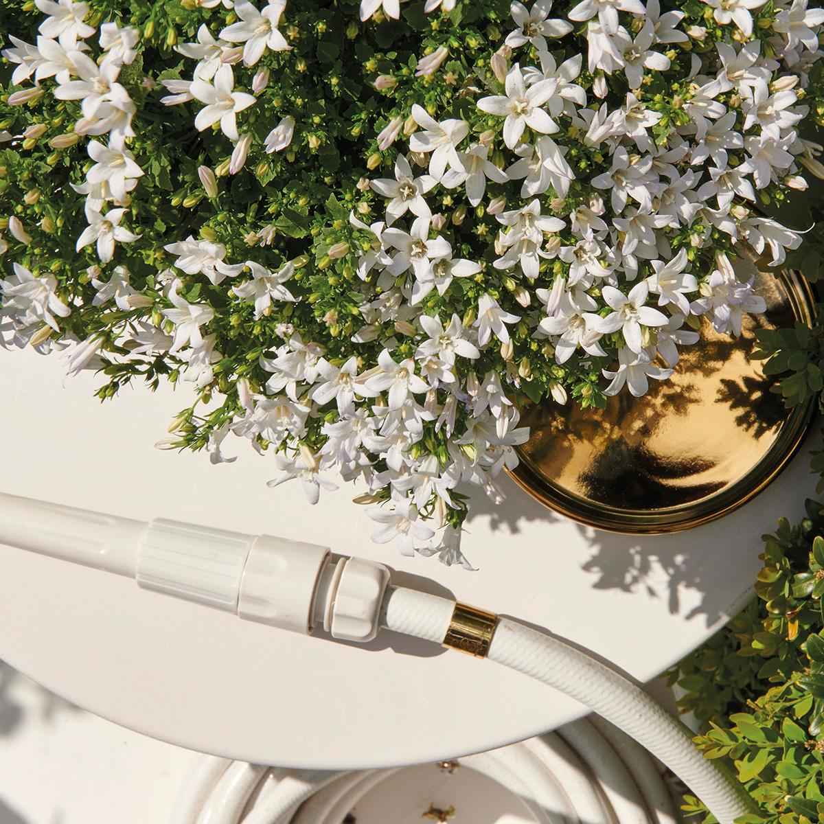 Image of Campanula Addenda Ambella weiß 6er Set – Glockenblume weiß Topfgröße 12cm – winterhart, lang blühend – Bodendecker für ca.1m²-2