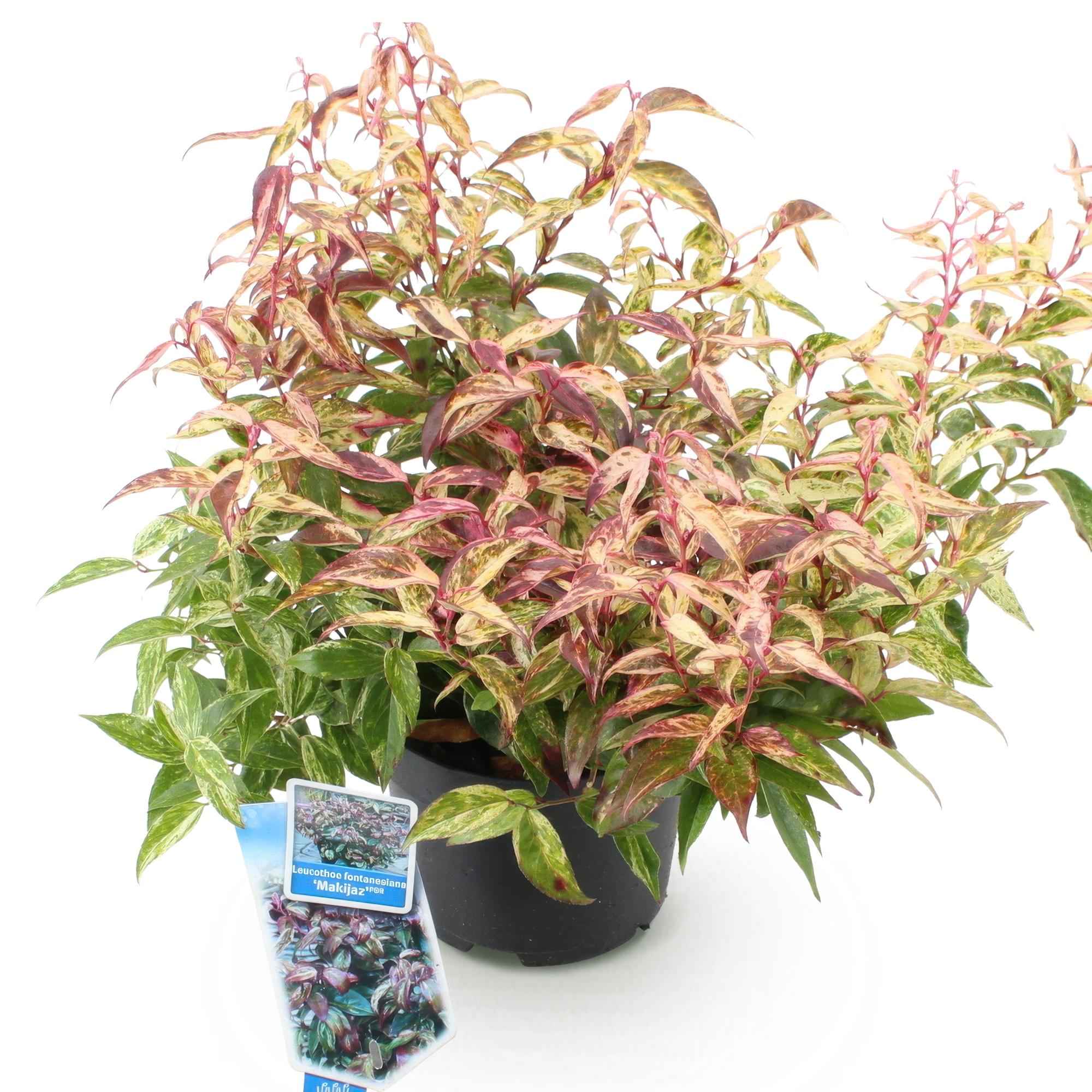 Image of Traubenheide Leucothoe Makijaz – 17cm Höhe ca.45cm – Immergrün & farbintensiv – Braun – grünes Laub – Pflegeleichter dekorativer Zierstrauch-1