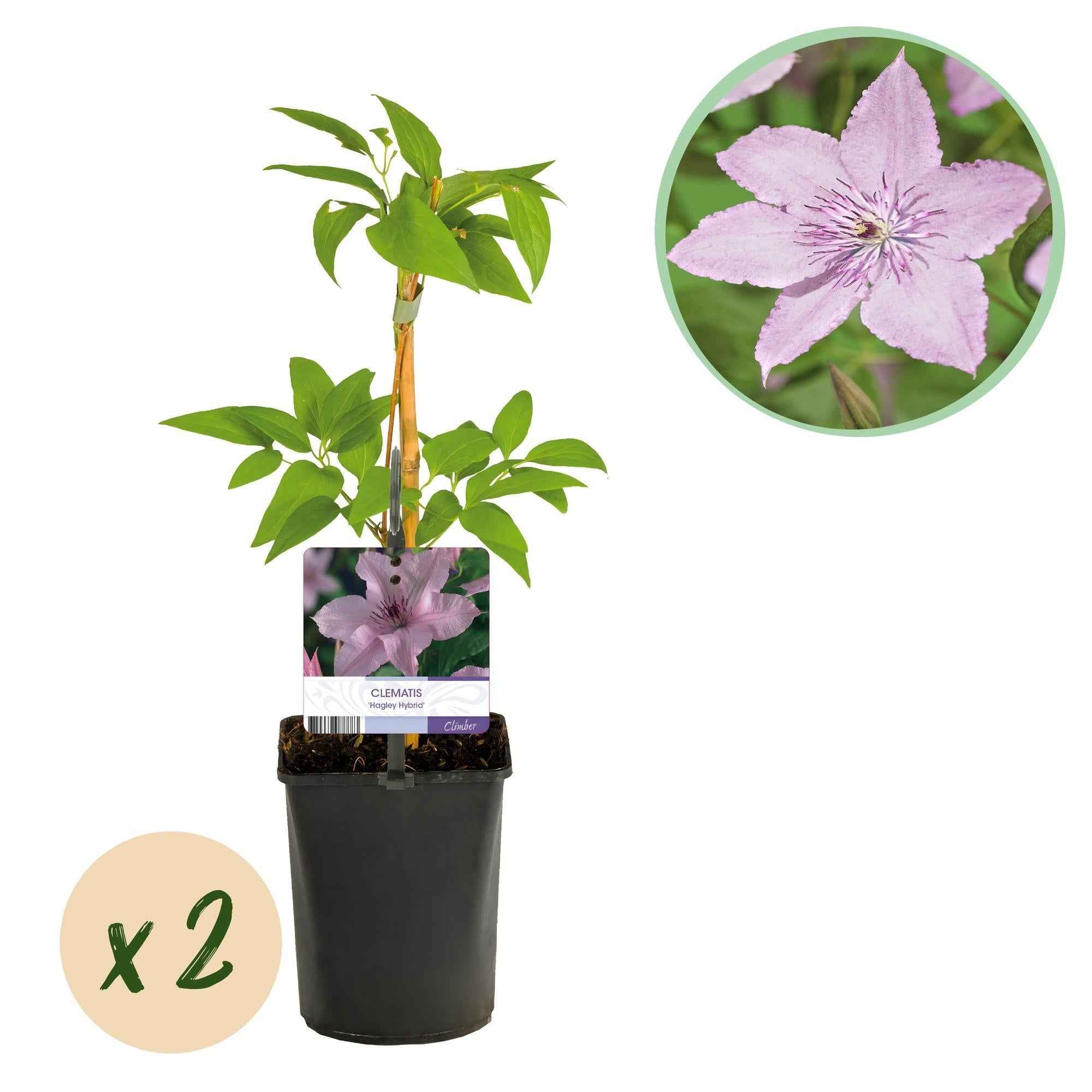 Image of Kletterpflanze Clematis Hagley Hybrid – Rosa Blüten – Wenig Pflege – 2 Pflanzen – 11cm Höhe 40cm – Für Garten, Balkon & Pergolen-1