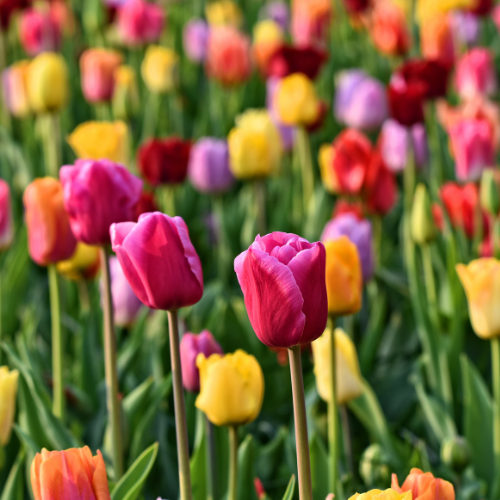 Image of Tulpenzwiebeln Mix – 20 Blumenzwiebeln – Bunte Tulpenmischung für Garten, Topf oder Beet – Frisch vom Züchter – Pflegeleicht & mehrfarbig – Frühblüher für Frühjahr-2