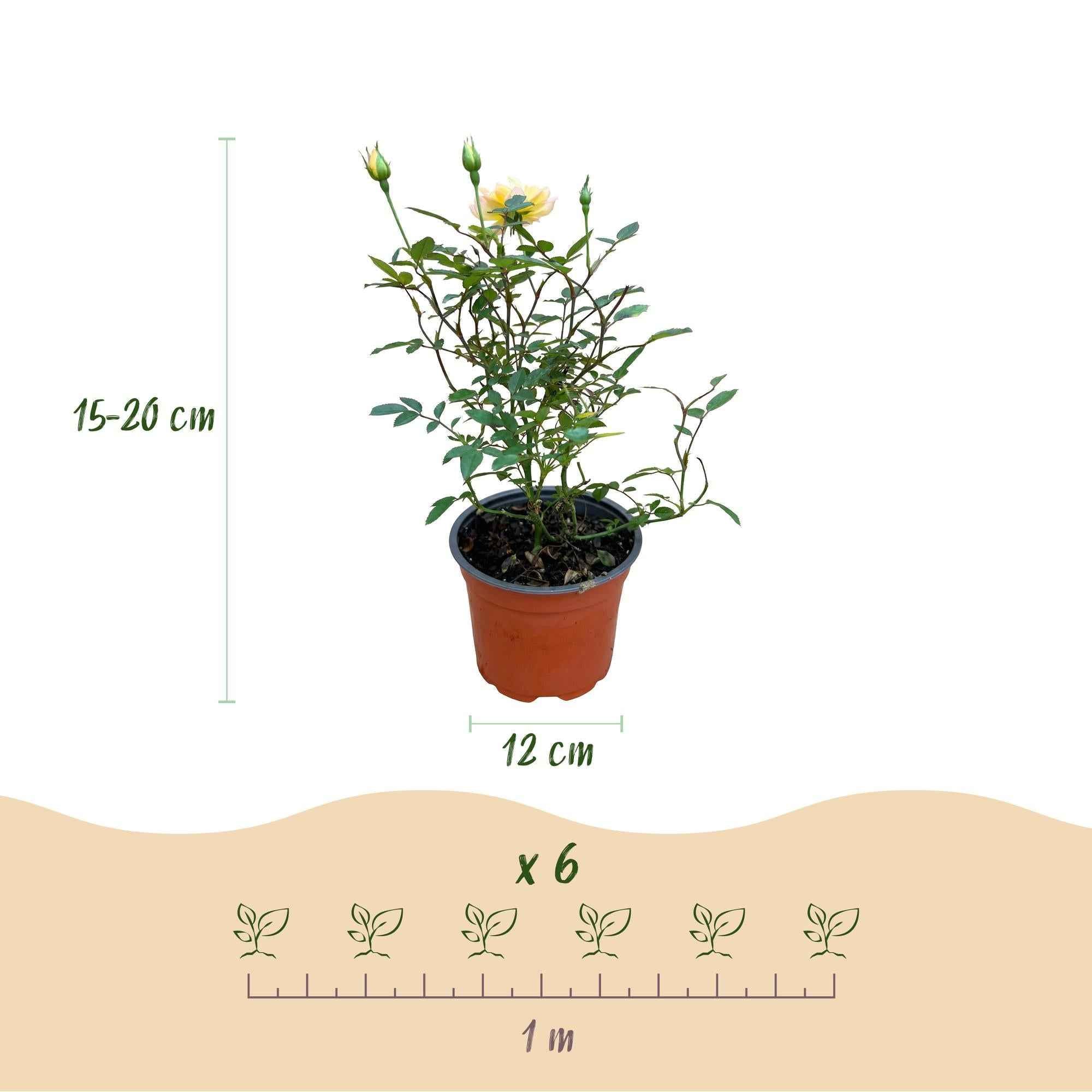 Image of Rose Rosa Tricolor Fairy winterhart gelb rosa 20-25cm 12cm für Garten Balkon Terrasse Beet mehrfarbige Beetrose dauerblühend bienenfreundlich-4