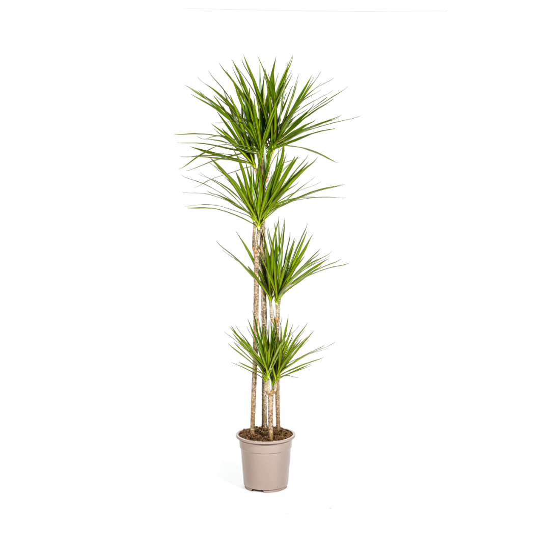 Image of Drachenbaum Dracaena Marginata Green – Große Zimmerpflanze – Ø27cm – 170-190cm hoch – Schlanke dunkelgrüne Blätter – Moderner Urban Jungle Klassiker-0