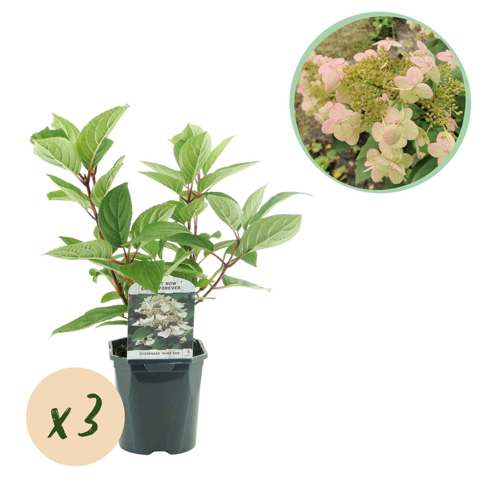 Image of Rispenhortensie – Hydrangea panniculata Wims Red – Blüte Weiß – Rot – 3 Pflanzen für 1m² – Laubabwerfend – Große Blüten – 17cm – Höhe ca. 50cm-0