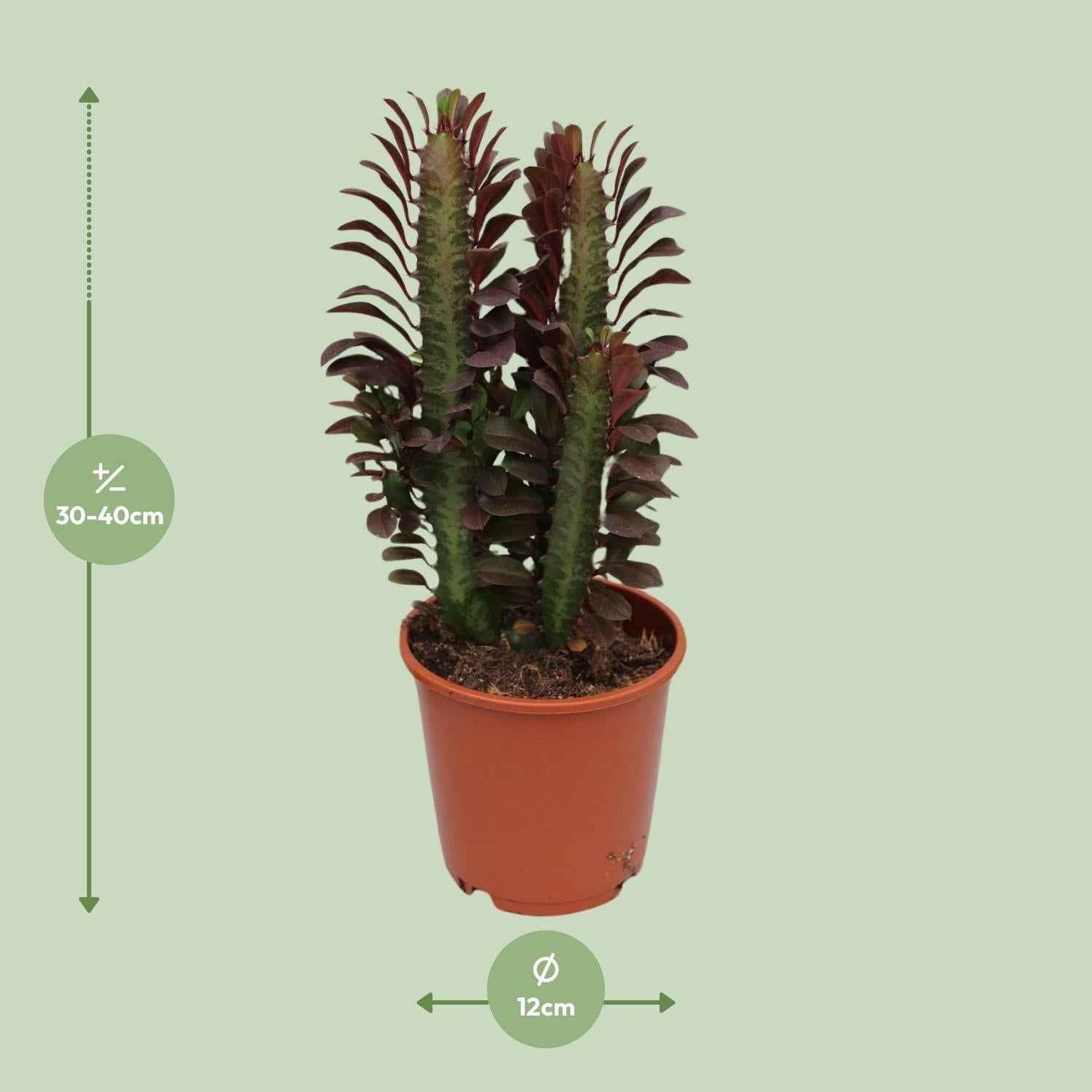 Image of Euphorbia Trigona Rubra – Wolfsmilch – Zimmerpflanze – Ø12cm – ↕40cm – Rote Sukkulente – Pflegeleicht & robust – Für sonnige Innenbereiche-3