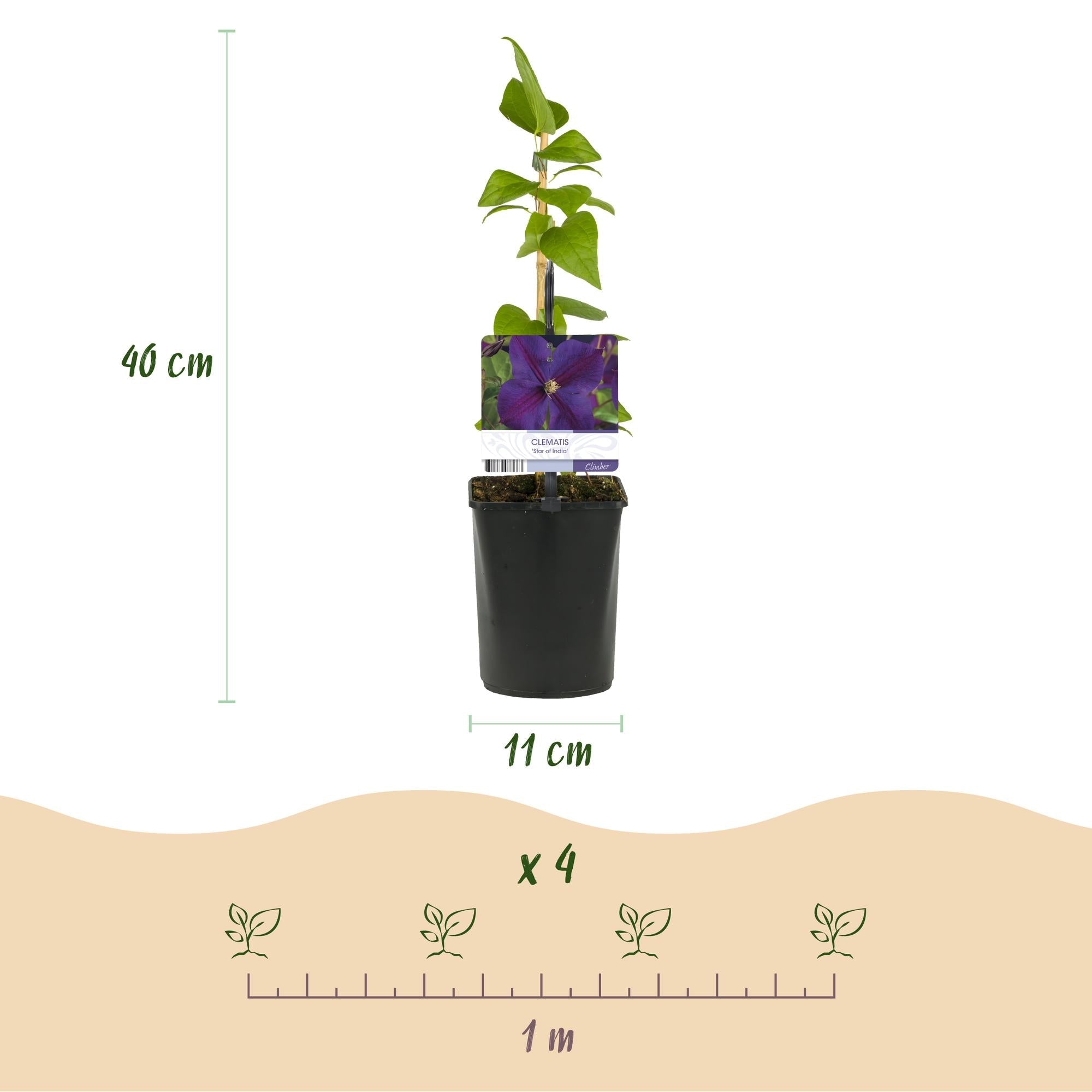 Image of Kletterpflanze Clematis Star of India – Tiefblaue Blüten – 2 Pflanzen – 11cm x H40cm – Pflegeleicht & Winterhart – Ideal für Garten, Balkon & Pergolen-3