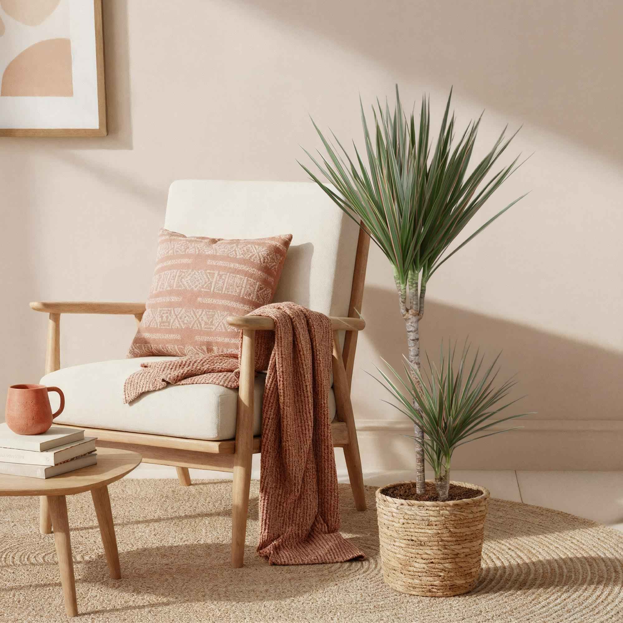 Image of Dracaena Marginata Bicolor – 90-100cm – 21cm inkl. Naturkorb – Pflegeleichter Drachenbaum – Grün – Braunes zweifarbiges Blattwerk – & Arbeitsräume-3