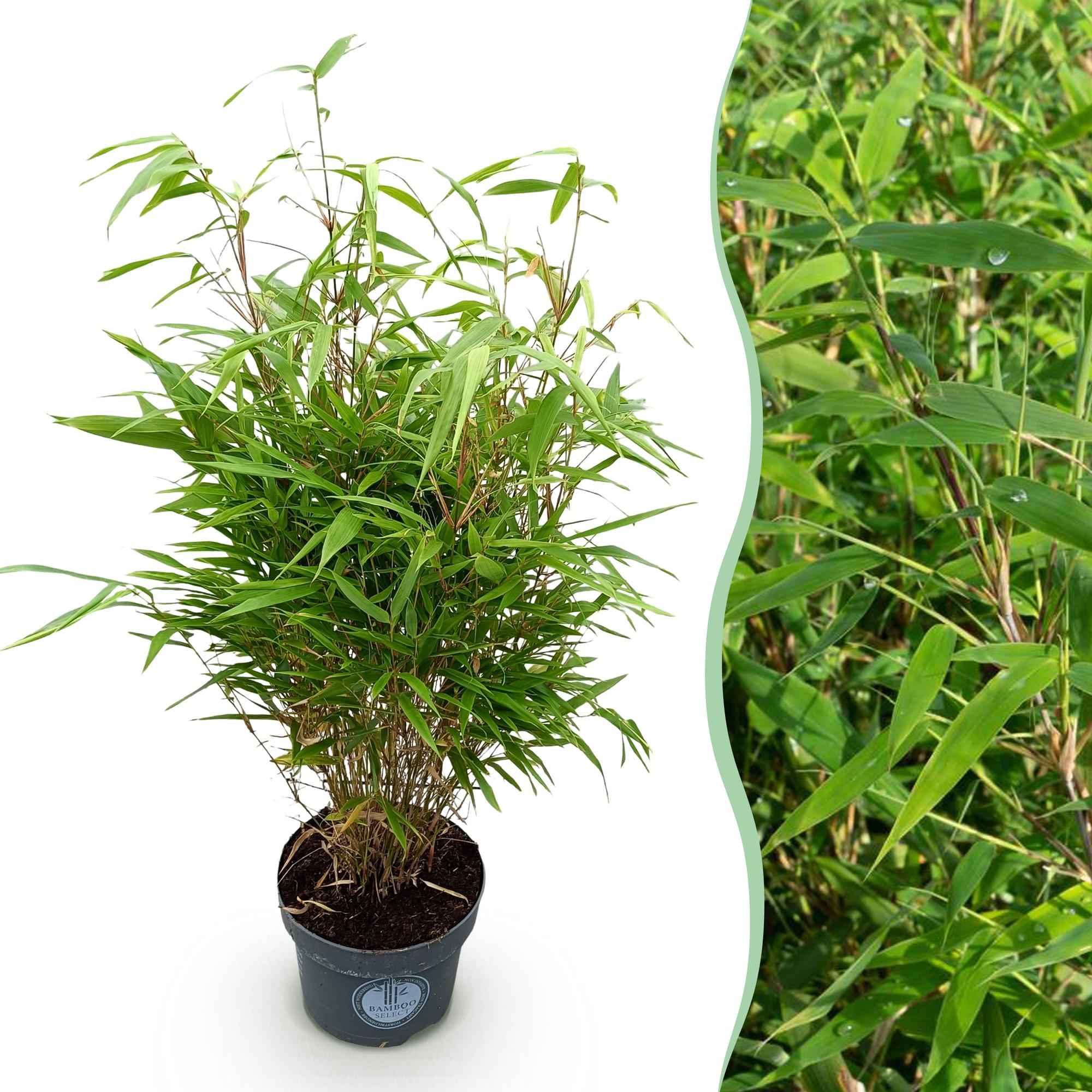 Image of Bambus Fargesia rufa nicht ausbreitend immergrün 80cm 23cm für Garten Terrasse Balkon Hecke Sichtschutz pflegeleicht winterhart grüne Ziergräser-0