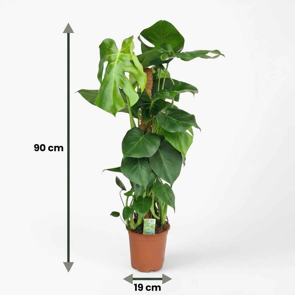 Image of Monstera deliciosa am Moosstab 90cm 19cm Zimmerpflanze pflegeleicht Fensterblatt mit großen dekorativen Blättern für Wohnzimmer Büro Schlafzimmer-4