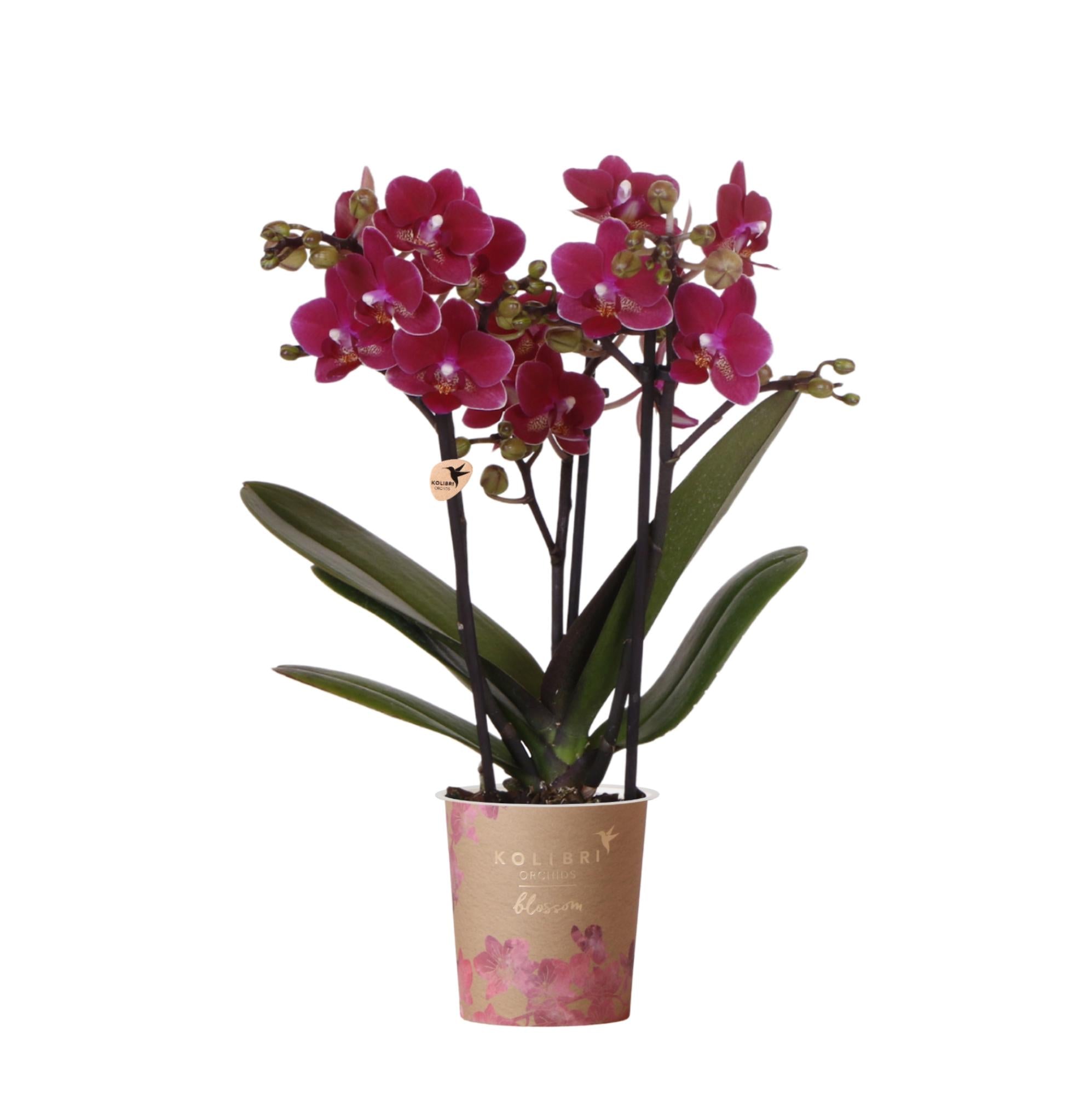 Image of Phalaenopsis Orchidee Chamonix – Ø9cm – Violett/Bordeaux blühende Zimmerpflanze – Kräftige Orchidee mit 2-3 Trieben – Frisch vom Züchter-0