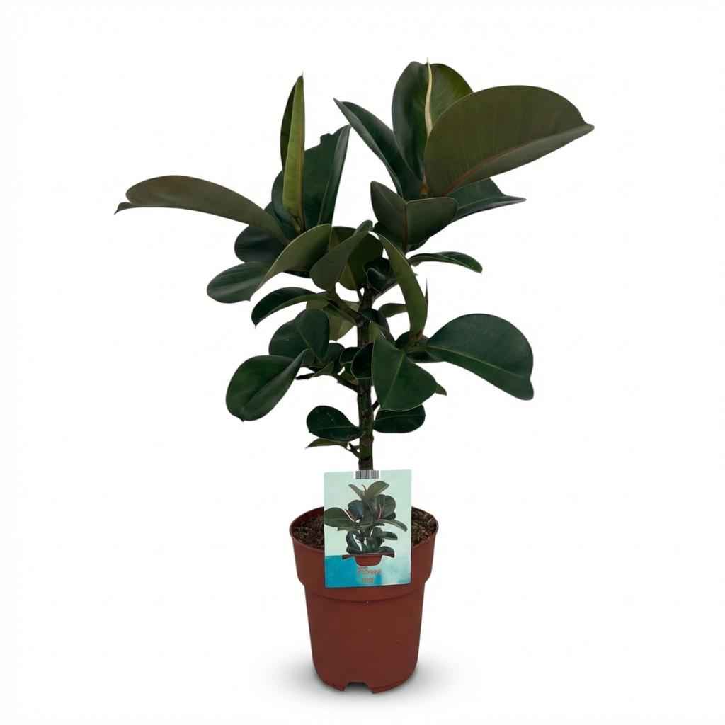 Image of Ficus elastica Cloe Gummibaum 65cm 19cm Zimmerpflanze pflegeleicht große glänzende Blätter für Wohnzimmer Büro Schlafzimmer tropische Grünpflanze-0