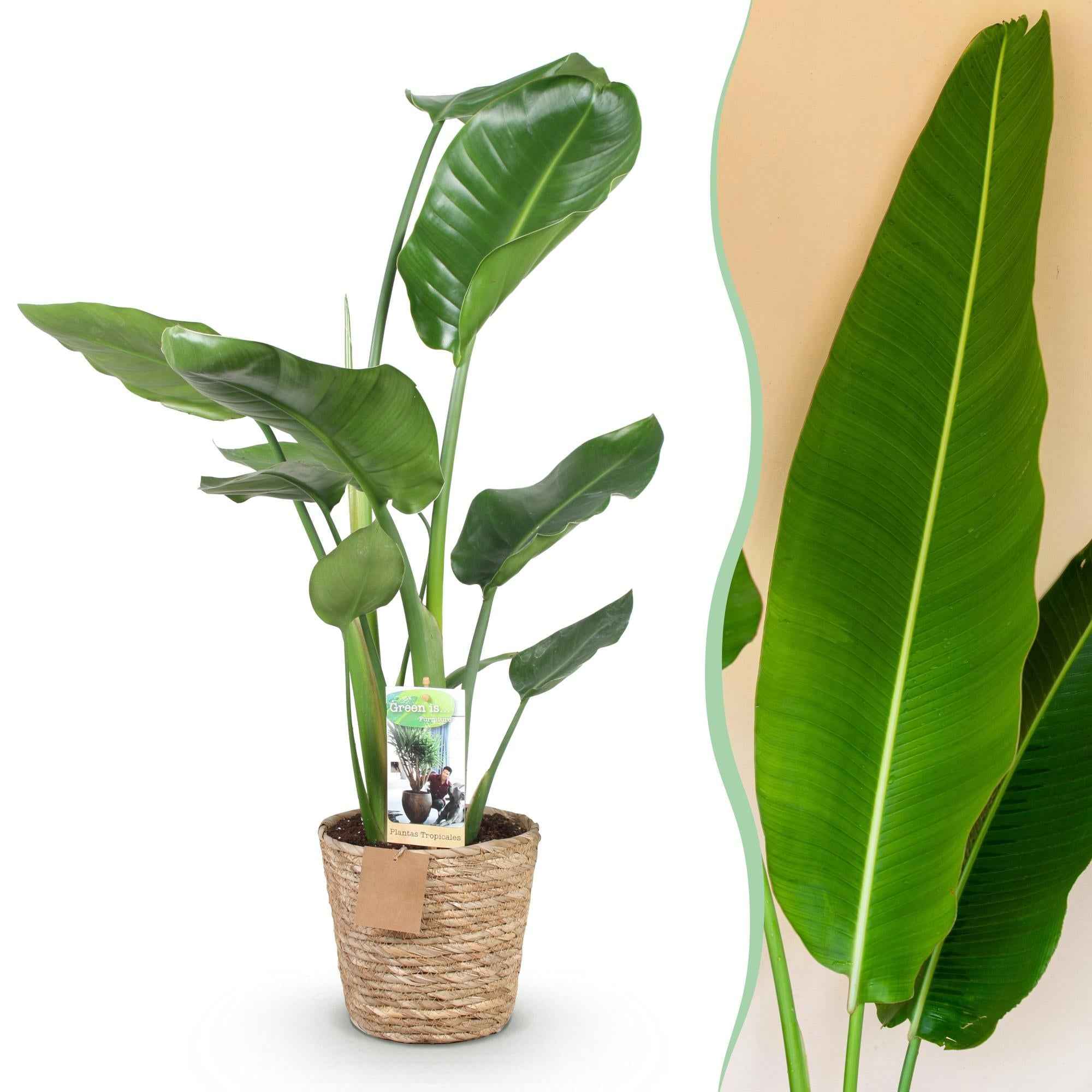 Image of Strelitzia Nicolai – 70-90cm – 17cm inkl. Naturkorb – Pflegeleichte Paradiesvogelblume – Tropische Zimmerpflanze mit großen Blättern für helle Wohn-1