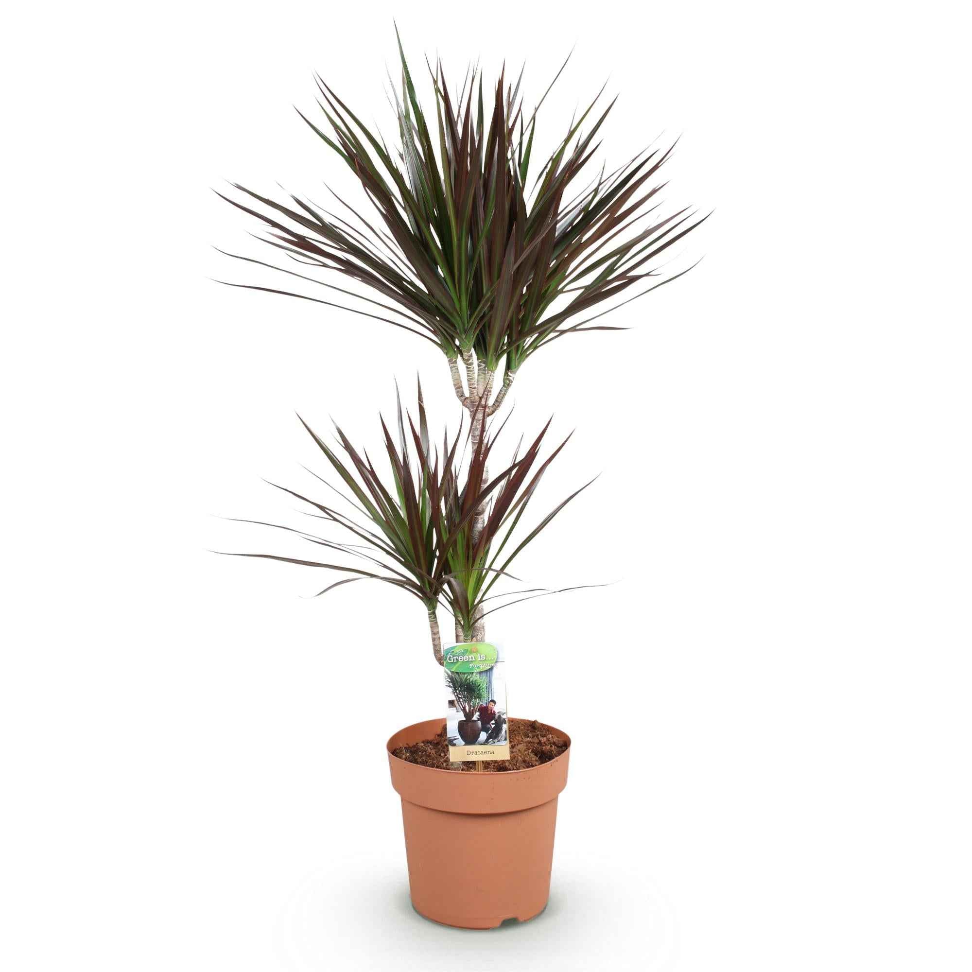 Image of Dracaena Magenta – Drachenbaum – 21cm – Höhe 90-100cm – Pflegeleichte rot – grüne Zimmerpflanze mit dekorativen Stämmen für Wohnzimmer und Büro-0