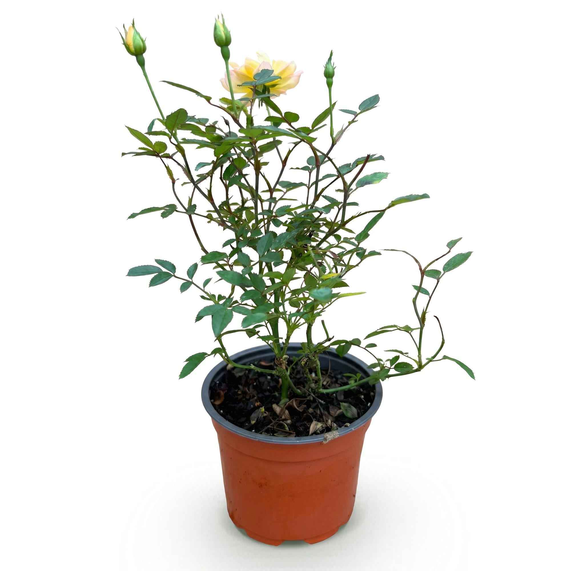 Image of Rose Rosa Tricolor Fairy winterhart gelb rosa 20-25cm 12cm für Garten Balkon Terrasse Beet mehrfarbige Beetrose dauerblühend bienenfreundlich-2