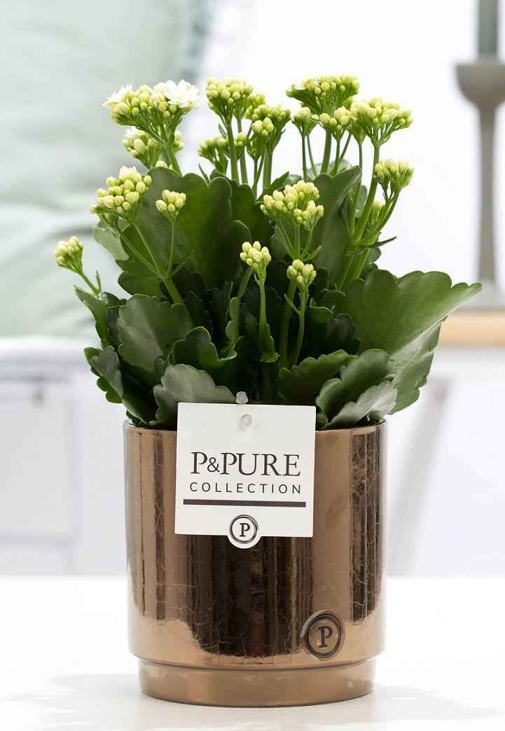 Image of Kalanchoe Weiß in Keramiktopf Goldbronze – Ø12cm ↕27cm – Blühende Zimmerpflanze weiß blühend – Pflegeleicht & langlebig-0