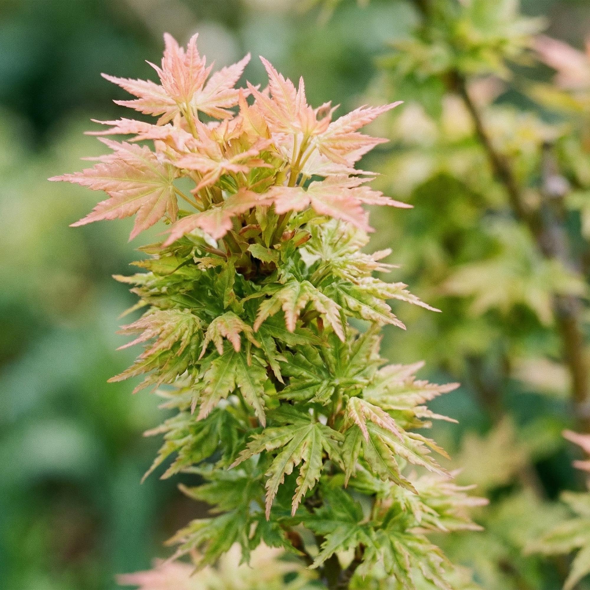 Image of Japanischer Ahorn Acer palmatum Koto Hime, laubabwerfende Gartenpflanze in Grün, kompakter Zierahorn für Garten und Kübel, Ø26cm, 90cm hoch, für-4