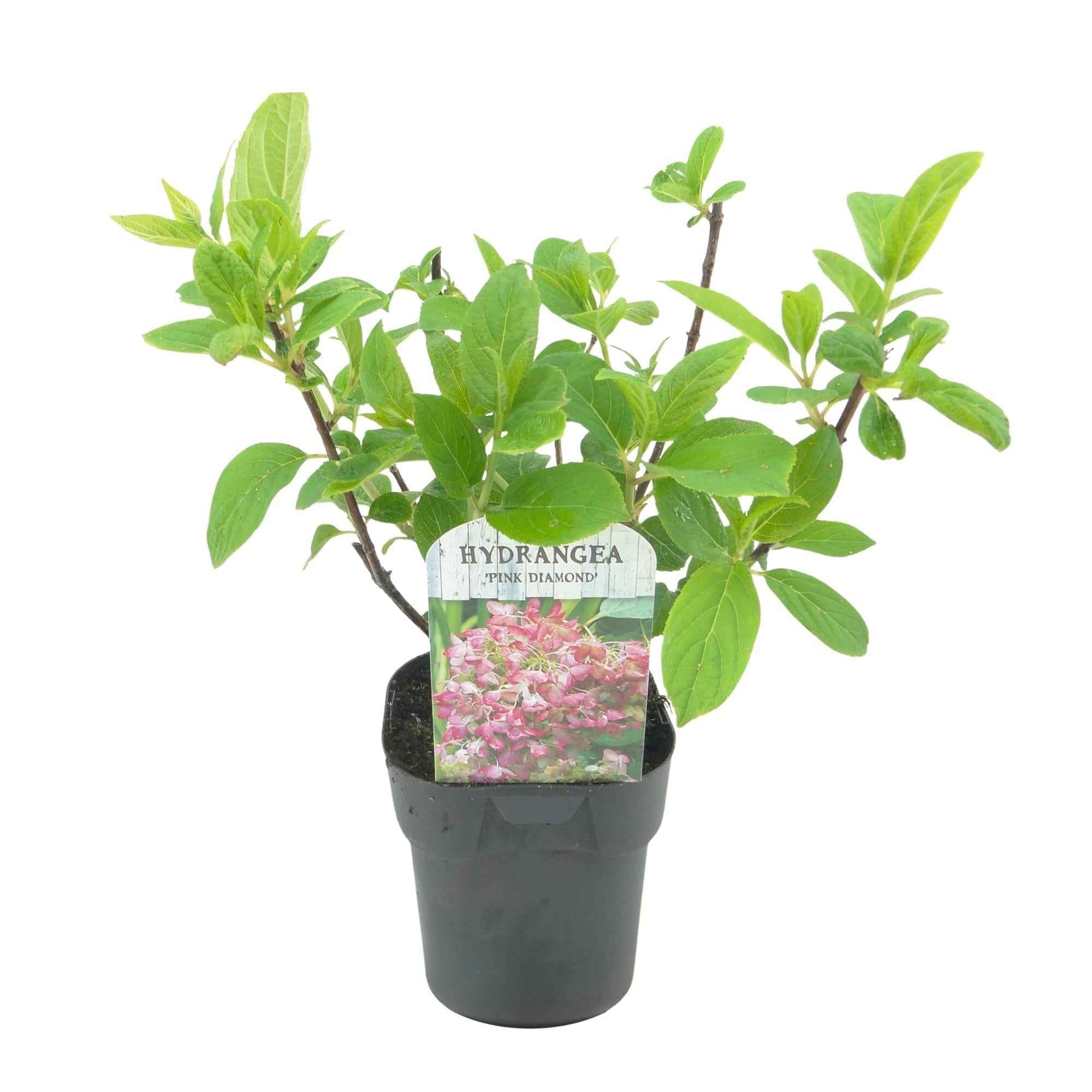 Image of Rispenhortensie – Hydrangea panniculata Pink Diamond – Blüte Weiß – Rosa – 3 Pflanzen für 1m² – Laubabwerfend – Große Blüten – 17cm – Höhe ca. 50cm-1