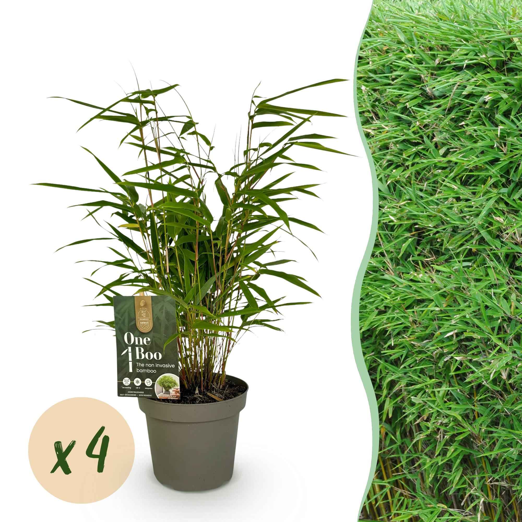 Image of Bambus Fargesia rufa – Immergrün – 4 Pflanzen – Nicht ausbreitend – Grüner Bambus für Hecke, Garten & Terrasse – Ø14cm Höhe ca. 35cm-1