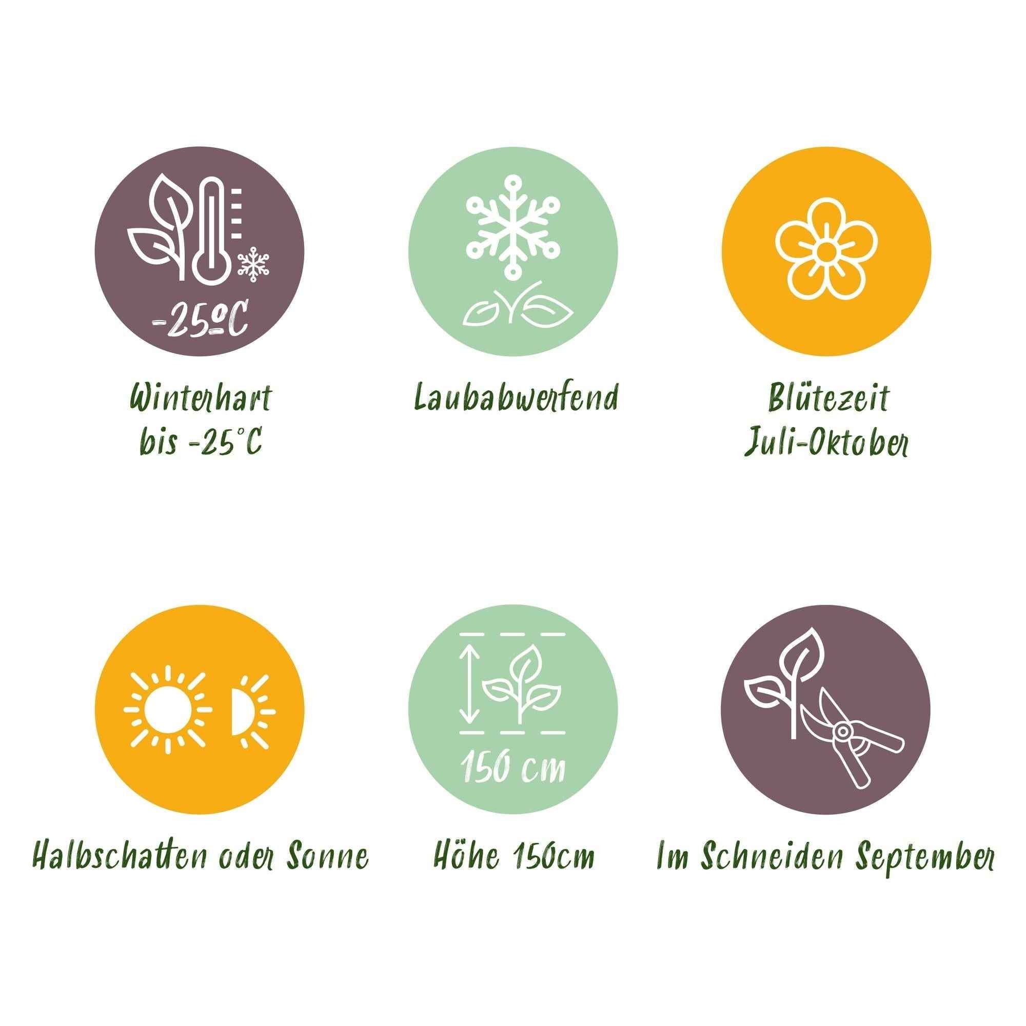 Image of Rispenhortensie – Hydrangea arborescens Annabelle – Weiße Blüte – 3 Pflanzen – 1m2 – Laubabwerfend – Große Blüten – 17cm Höhe 50cm – Winterhart-4
