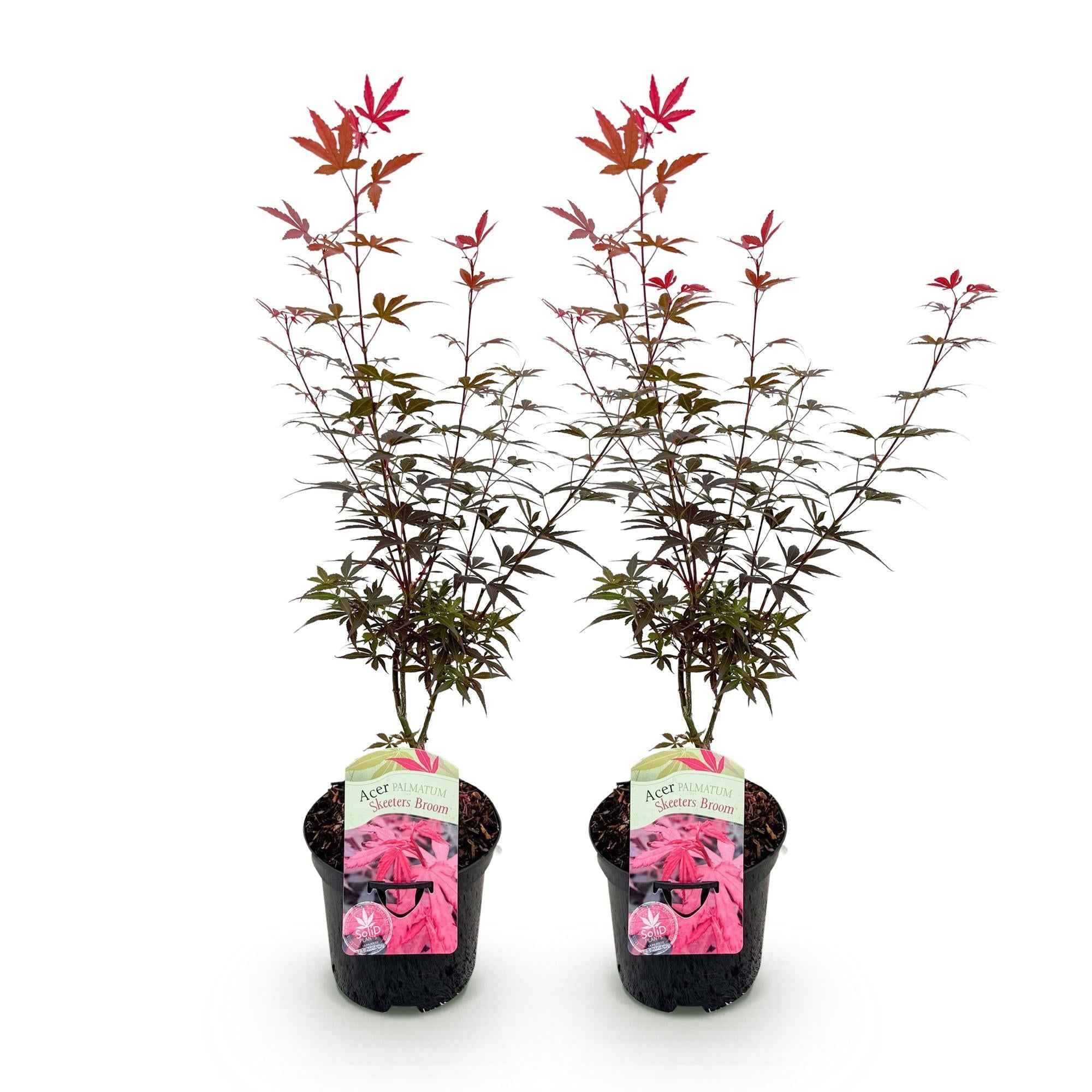 Image of Japanischer Ahorn – Acer palmatum 'Skeeter’s Broom' – 2 Pflanzen – 70cm hoch – Ø19cm – kompakt wachsend – Balkon – & Gartenpflanze