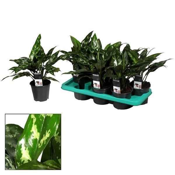 Image of Aglaonema Maria – Zimmerpflanze – Ø14cm – ↕40cm – Elegante Grünpflanze mit gemusterten Blättern – Pflegeleicht & luftreinigend