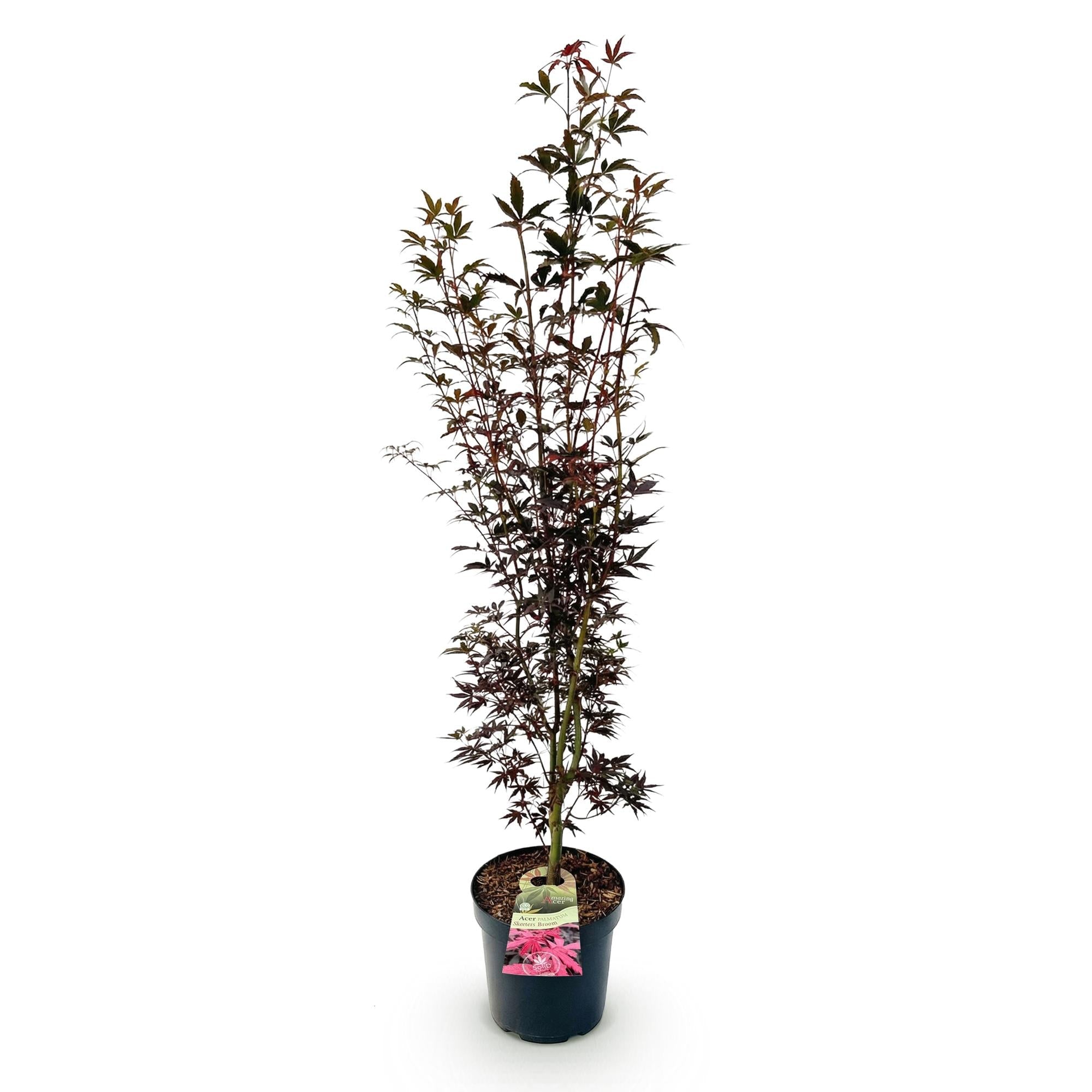 Image of Japanischer Ahorn Acer palmatum Skeeters Broom, laubabwerfende Gartenpflanze in Rot, kompakter Zierahorn für Garten und Kübel, Ø26cm, 90cm hoch,-2