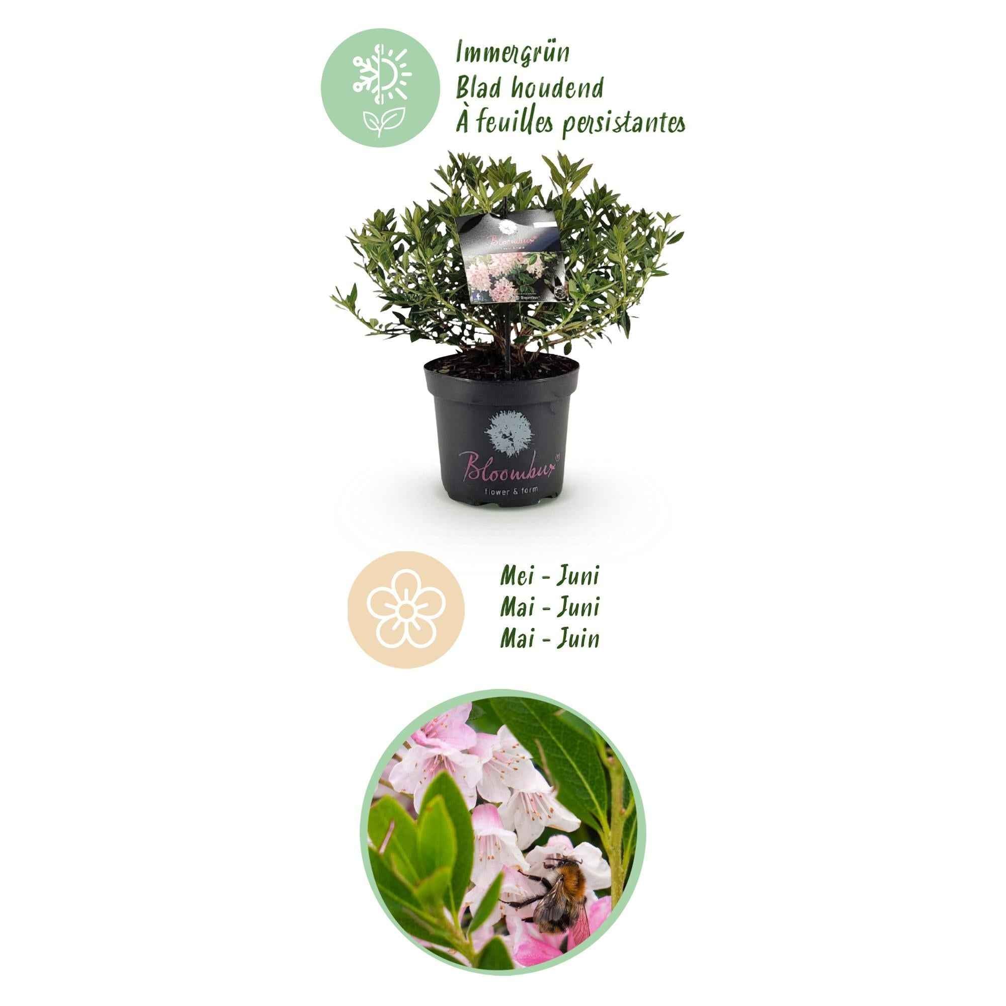 Image of Rhododendron Bloombux Light Pink – Zwerg-Rhododendron als Buchsbaum-Ersatz – Winterharte Gartenpflanze mit hellrosa Blüten – 23cm-3