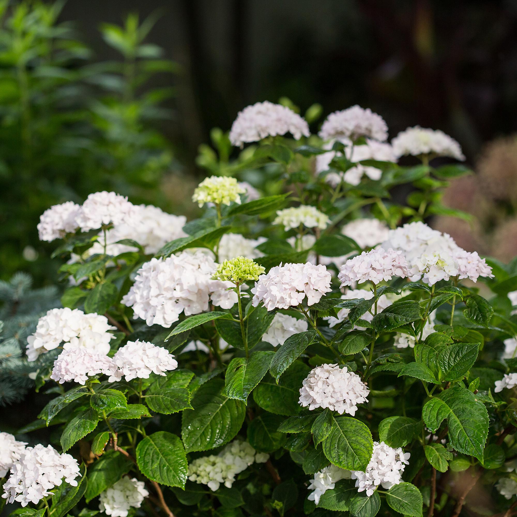Image of Hortensie Hydrangea Endless Summer The Bride winterhart weiß 14cm 20-25cm für Garten Balkon Terrasse Beet blühender Zierstrauch pflegeleicht-0