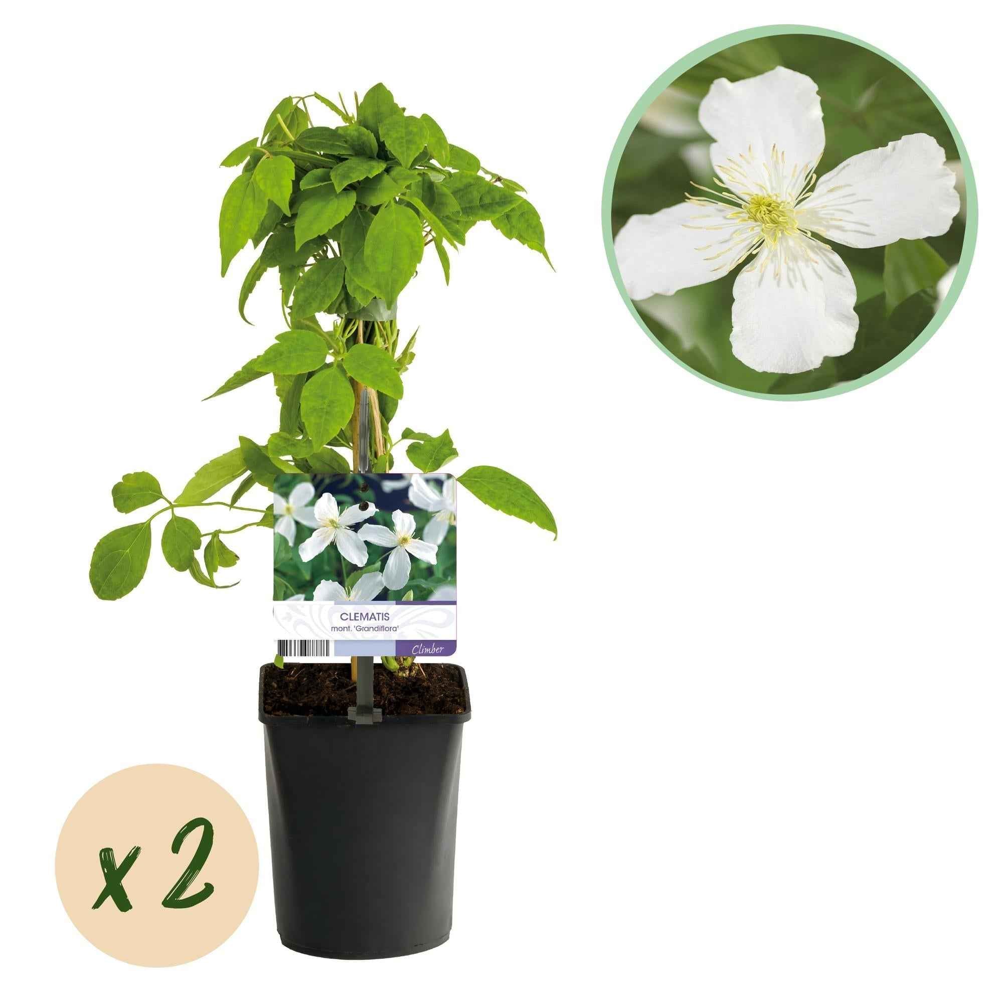 Image of Clematis montana Grandiflora – 2 Pflanzen 11cm – ca. 40cm hoch – Schnellwachsende Kletterpflanze mit großen weißen Blüten – pflegeleicht-1