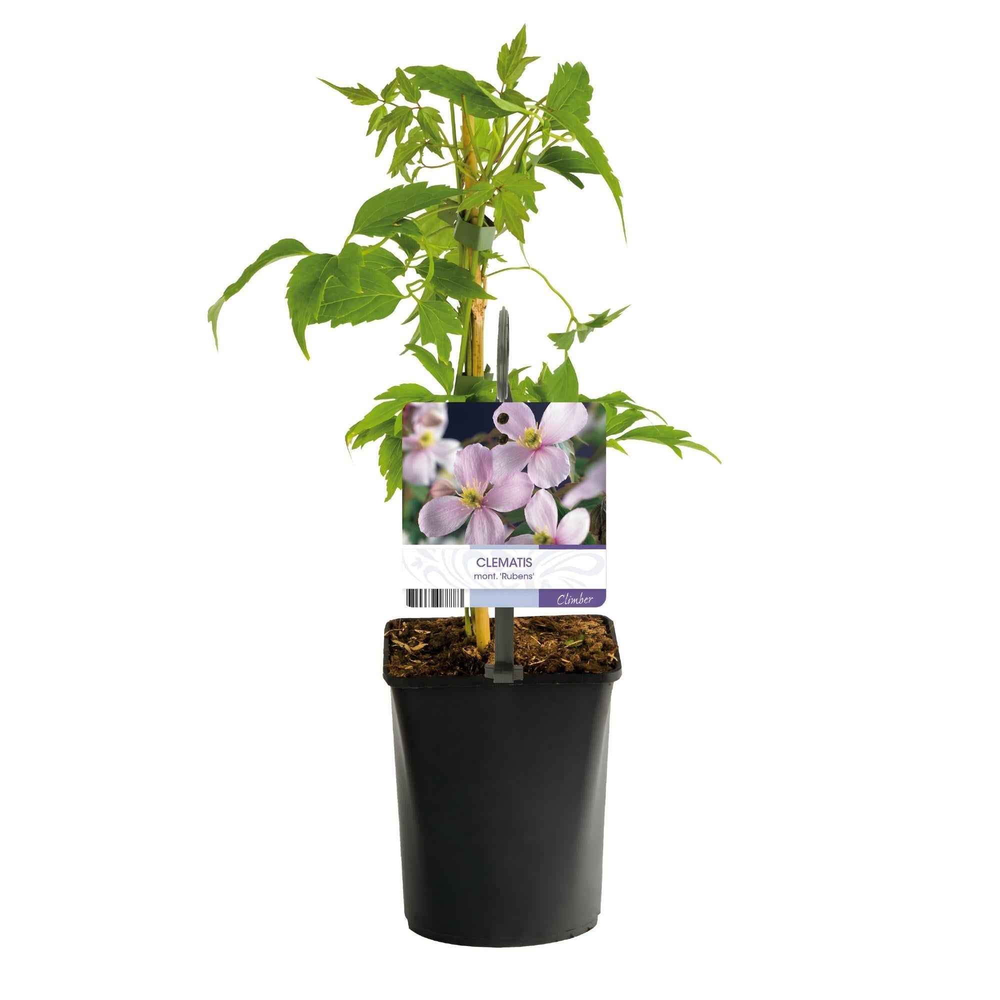 Image of Kletterpflanze Clematis montana Rubens – Hellrosa Blüten – Frühblühend – 2 Pflanzen – 11cm x H40cm – Bis 10m – Pflegeleicht