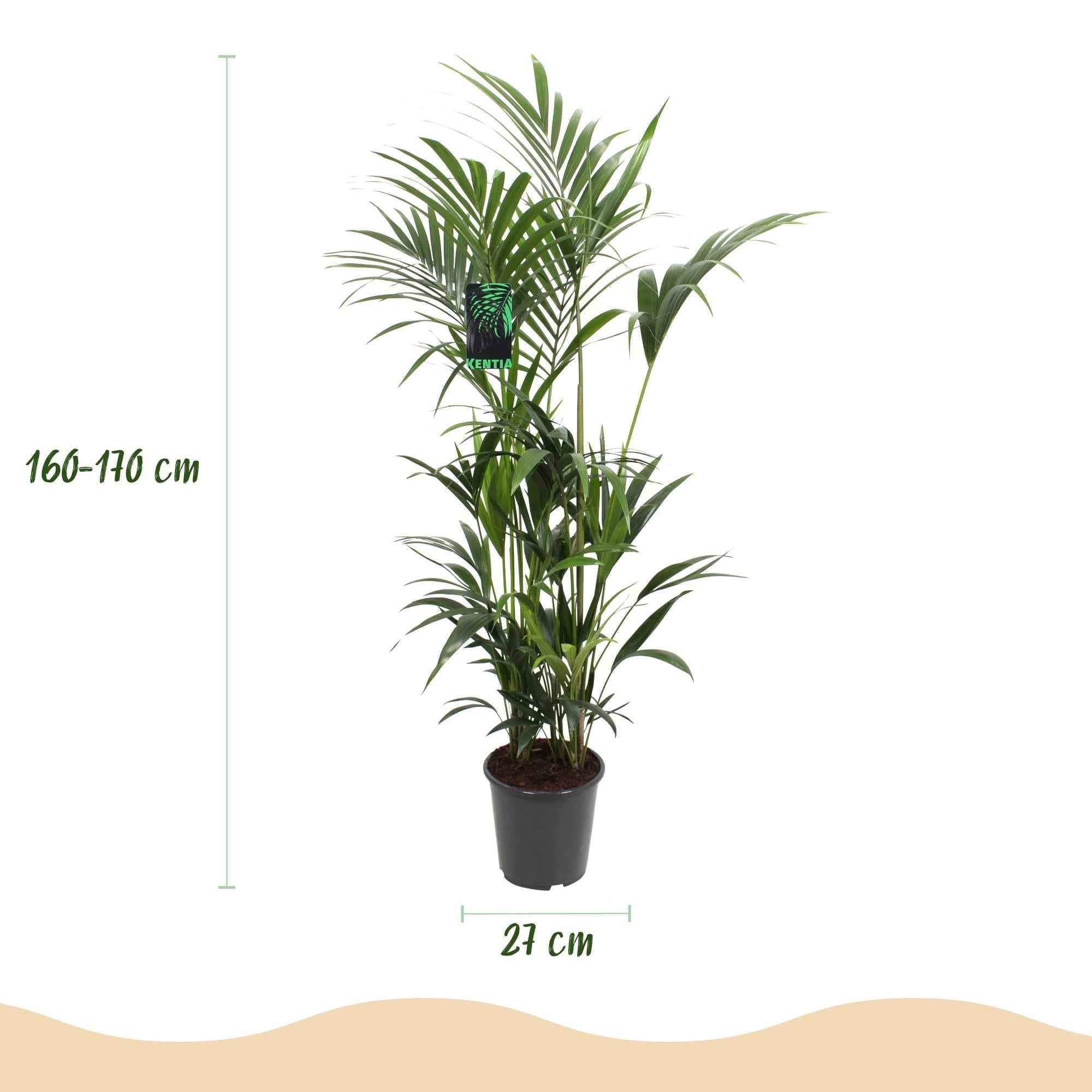 Image of Howea Forsteriana – Kentia – Palme – 160-170cm – 27cm – Pflegeleichte, elegante Zimmerpalme mit fiederartigen Wedeln – Tropisches Highlight für Wohn-2