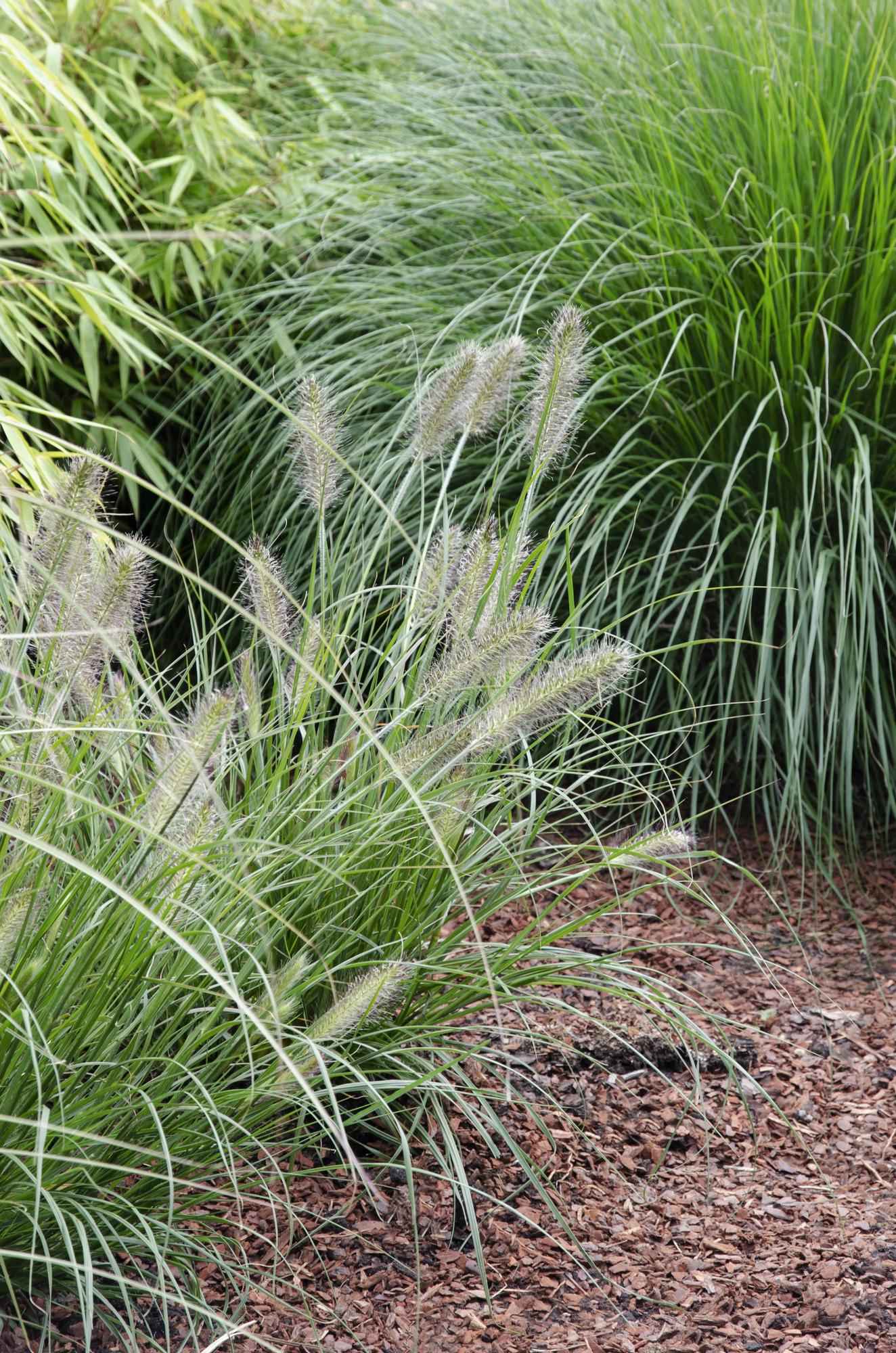 Image of Lampenputzergras Pennisetum alopecuroides Hameln 30cm 14cm winterhart dekoratives Ziergras für Garten Balkon Terrasse Beet Kiesgarten pflegeleicht