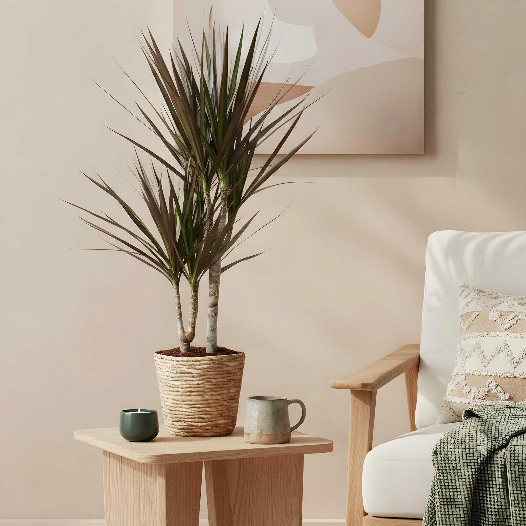 Image of Dracaena Magenta – Drachenblutbaum – 17cm – Höhe 70-80cm – Pflegeleichte rot – grüne Zimmerpflanze mit dekorativen Stängeln für Wohn-3