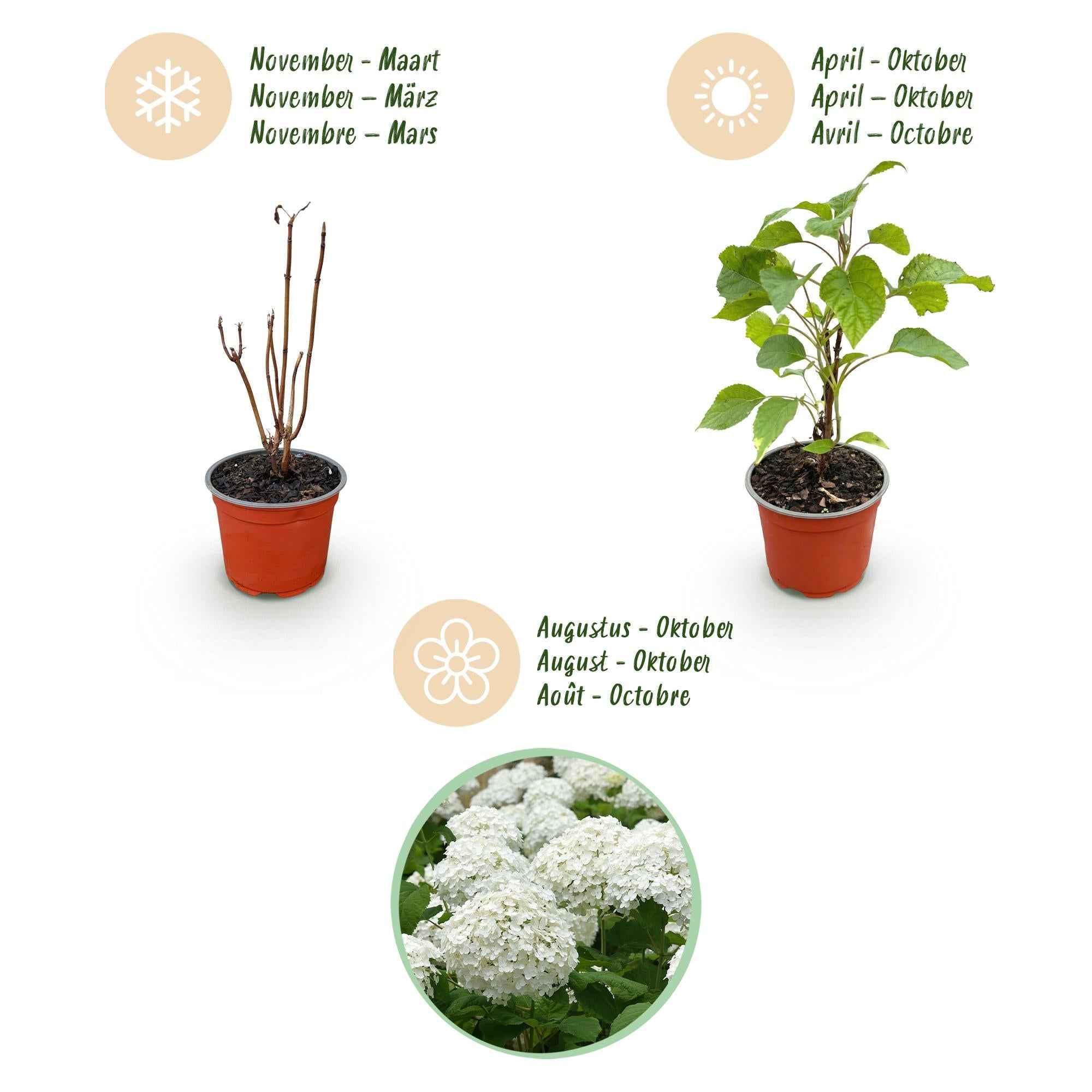 Image of Hortensie Hydrangea arborescens Annabelle winterhart weiß 20-30cm im 12cm Topf für Garten Beet Balkon Terrasse bienenfreundlich pflegeleicht-4