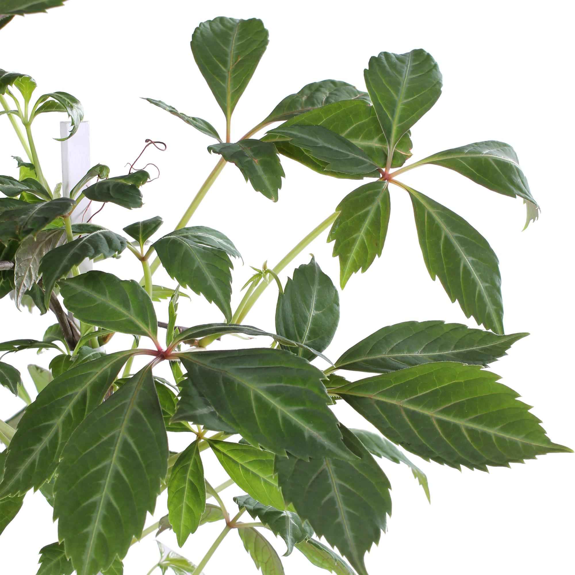 Image of Jungfernrebe – Parthenocissus henryana – Ø15cm – ↕65cm – Farbintensive Kletterpflanze mit roter Herbstfärbung