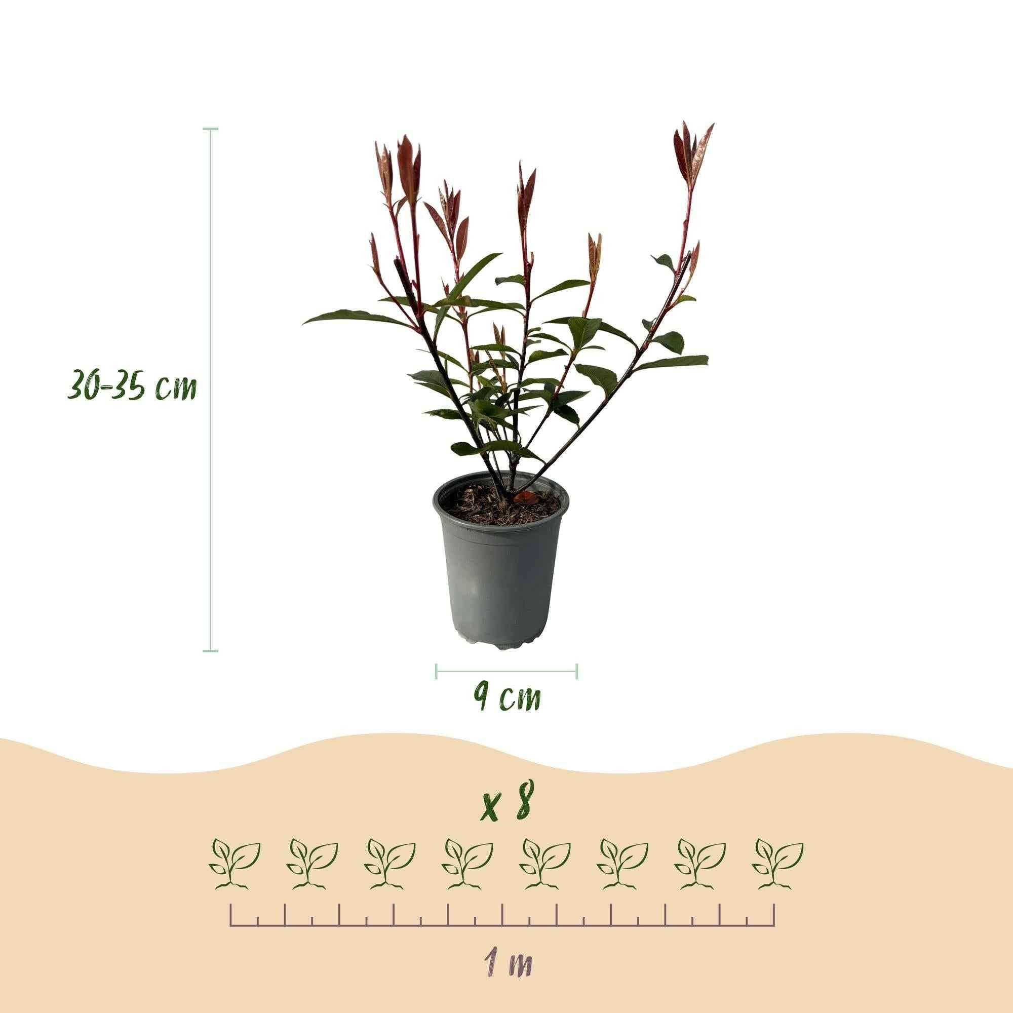Image of Glanzmispel Photinia fraseri Carre Rouge – Immergrüne Heckenpflanzen – 8 Pflanzen – 1m – 9cm Höhe 30-35cm – Rote & grüne Blätter – Pflegeleicht-2