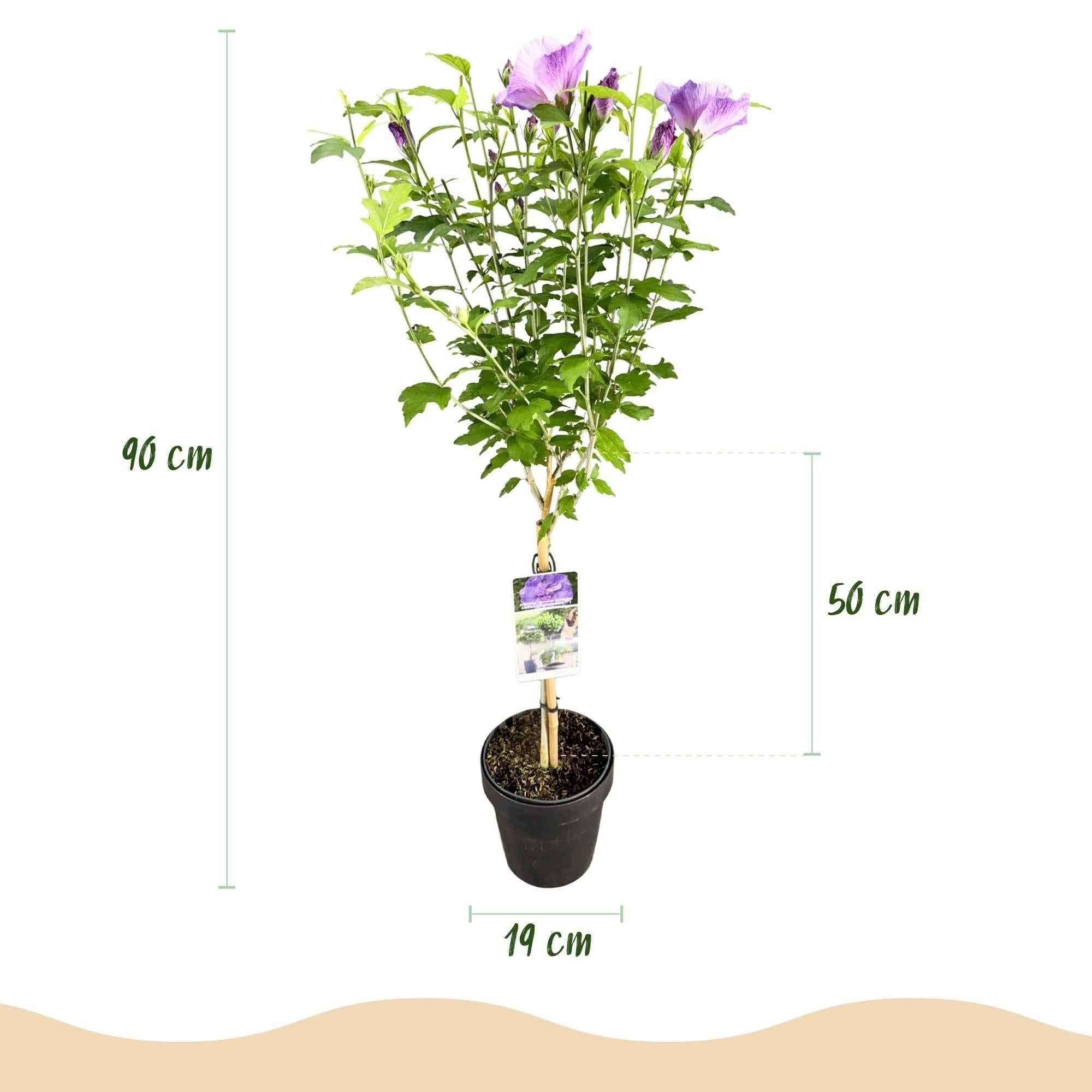 Image of Hibiscus syriacus Lavender Chiffon – Stamm – Pflanze Ø19cm – ca. 90cm hoch – Winterharte Terrassen – & Balkonpflanze – Lila gefüllte Blüten