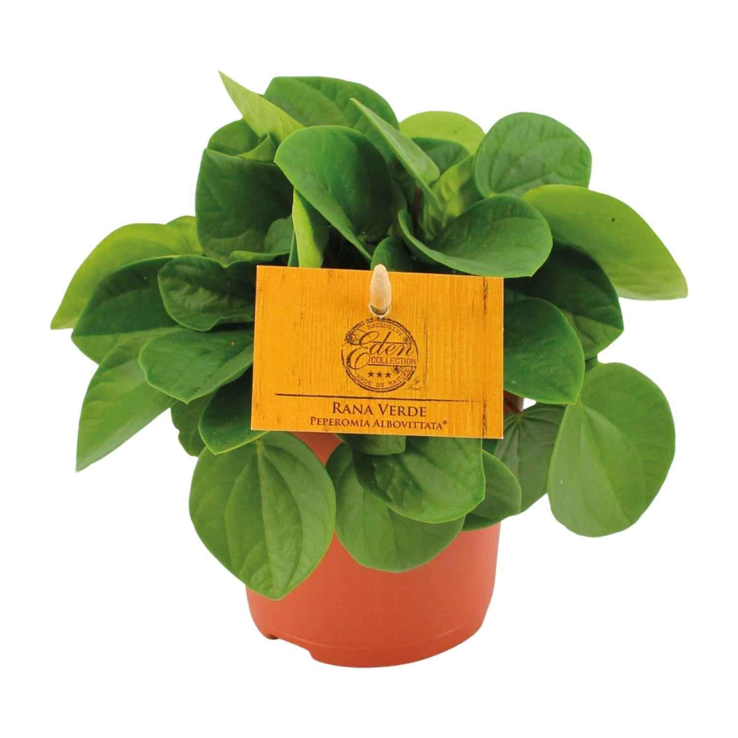 Image of Zwergpfeffer – Peperomia Rana Verde – Zimmerpflanze – Ø11cm – ↕15cm – Pflegeleicht – Halbschatten – Glänzendes Blattwerk-0