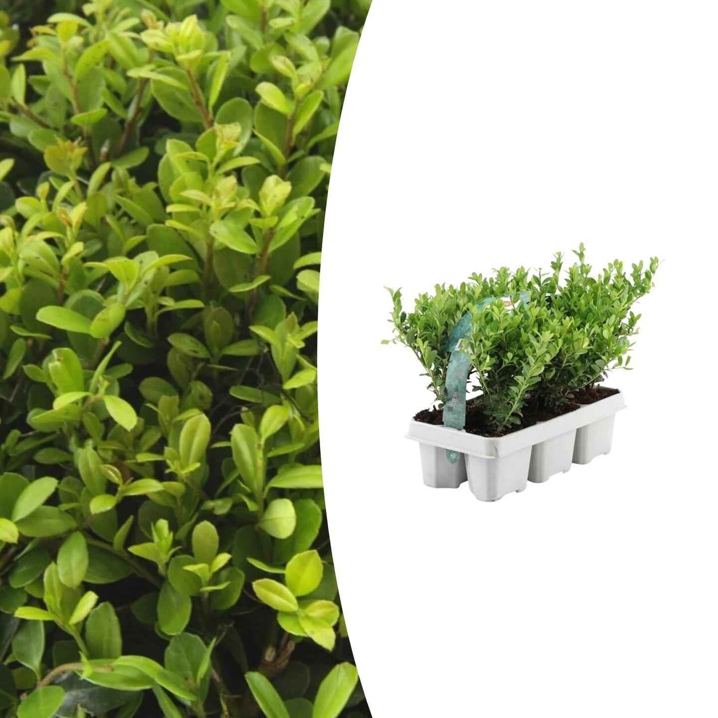 Image of Ilex crenata 'Jenny' – Stechpalme Sträucher – Ø7cm – ↕15cm – 6 Pflanzen – Immergrün, Pflegeleicht & Winterhart – Buchsbaum – Alternative