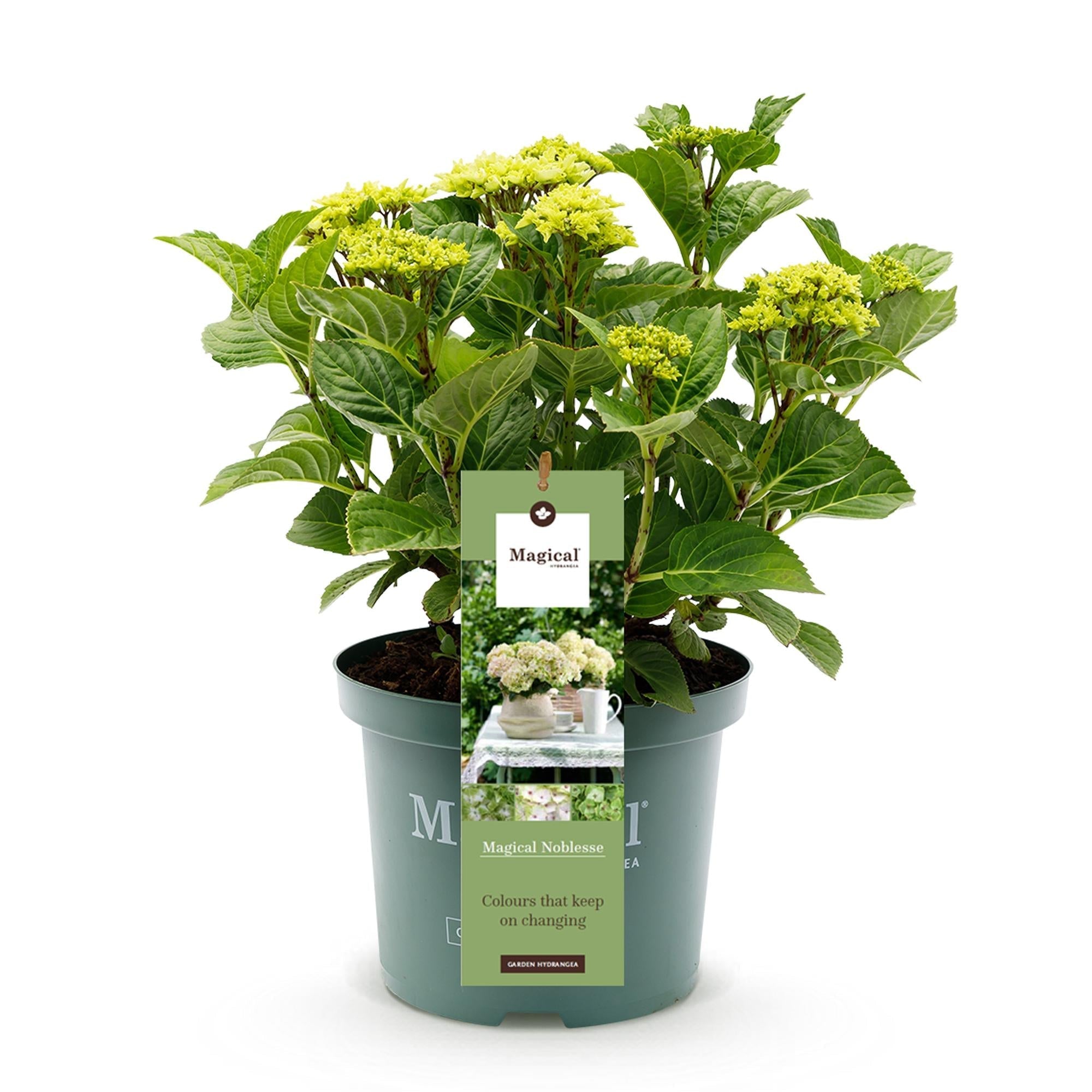 Image of Hortensie Magical Noblesse – Hydrangea macrophylla – Weiß – Balkonpflanze – 23cm Ca. 55cm hoch – 6-10 Blüten – Für Balkon, Terrasse & Beet-1
