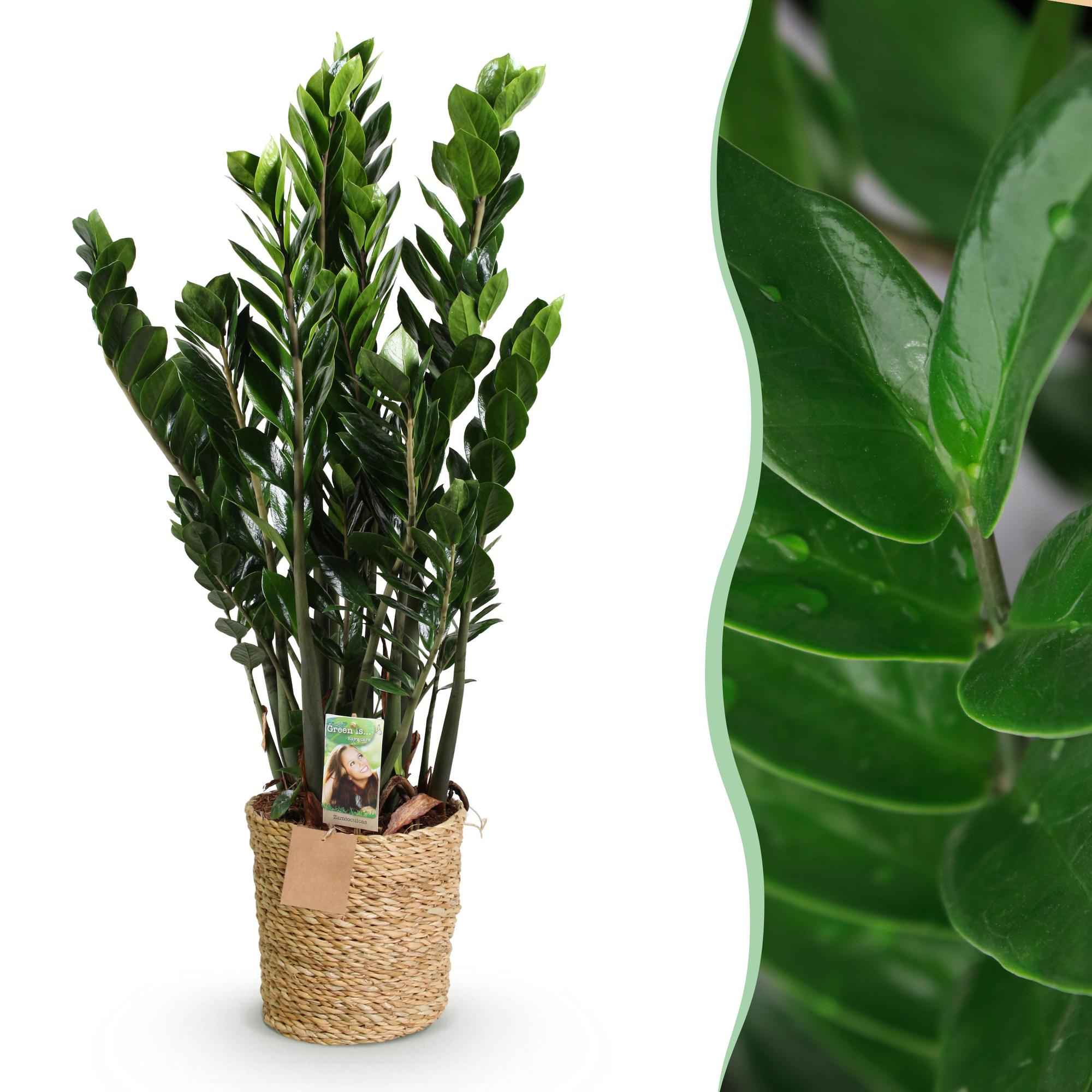 Image of Zamioculcas – 80-90cm – 21cm inkl. Naturkorb – Pflegeleichte ZZ – Pflanze – Robust & luftreinigend – Grünpflanze für Wohnzimmer, Büro & Schlafzimmer-1