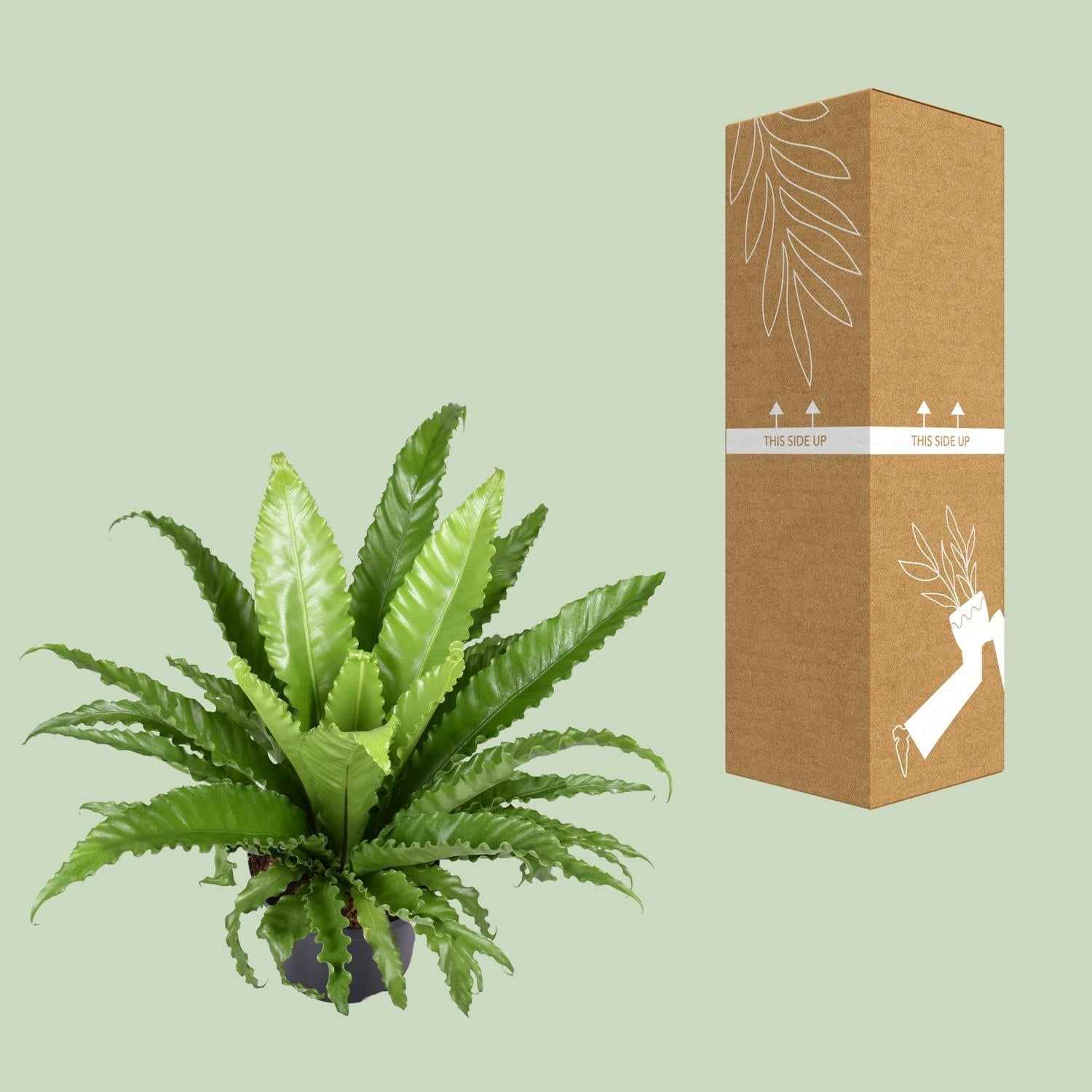 Image of Nestfarn – Asplenium Antiquum Osaka – Zimmerpflanze – Ø23cm – ↕60cm – Üppige grüne Wedel – Pflegeleicht