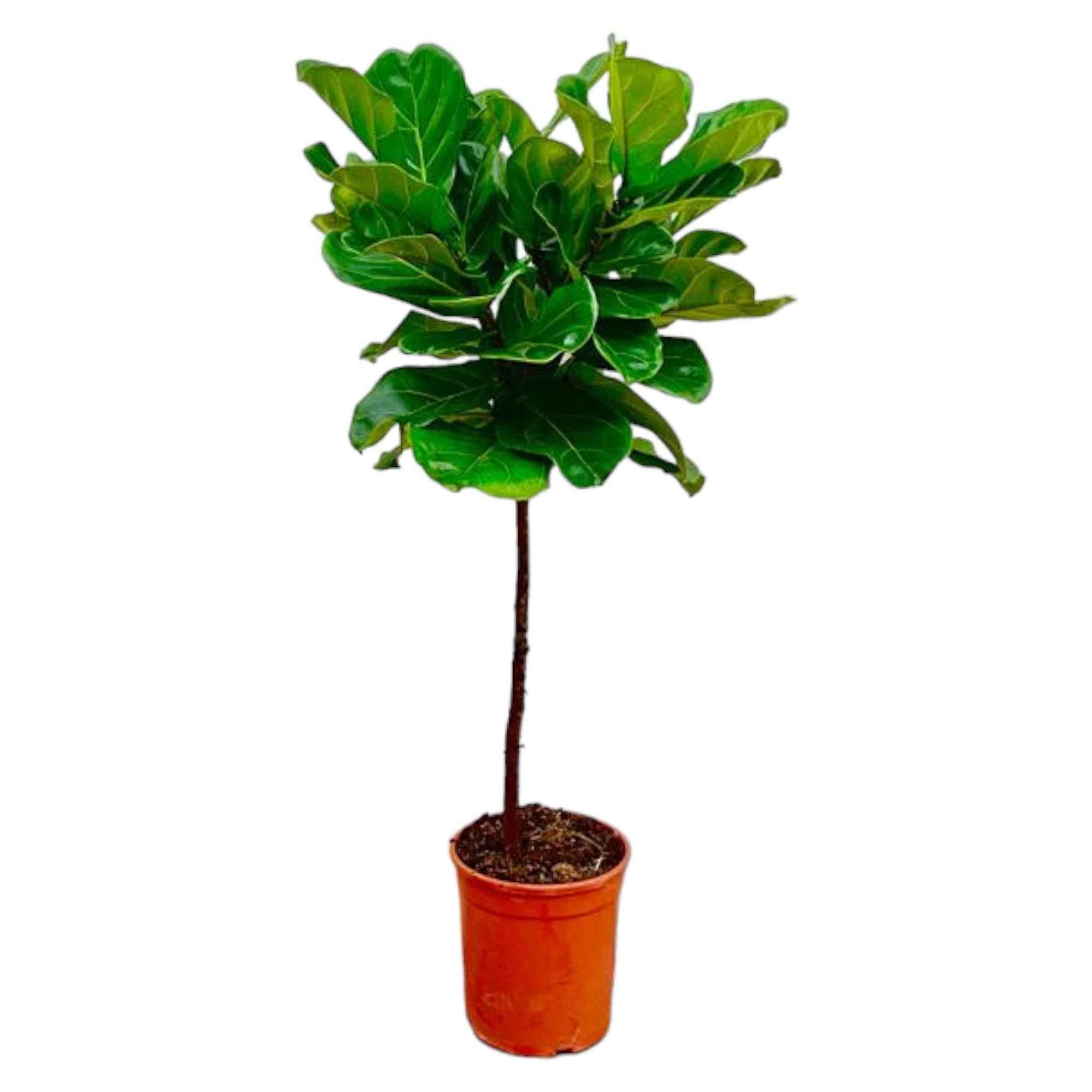 Image of Ficus Lyrata – Geigenfeige – ca. 130cm hoch – Ø24cm – Zimmerpflanze mit Stamm – Groß, dekorativ & luftreinigend – Für Wohnzimmer, Büro & Wintergarten-0