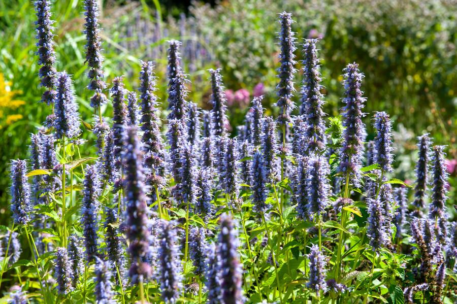 Image of Asiatische Duftnessel Agastache 'Black Adder' – 6 Pflanzen – Staude mit dunkelvioletten Blüten – Ø9cm – Blütezeit Sommer bis Herbst-6