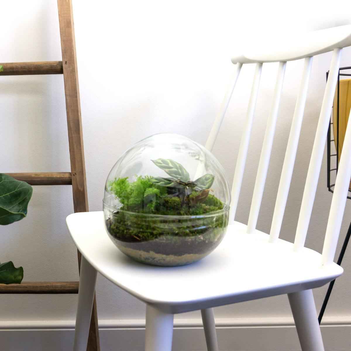 Image of DIY Flaschengarten Set – Dome Glas – Ø20cm x H20cm – Mini – Biotop mit Pflanzen & Moos – Selbstversorgendes Pflanzterrarium-2
