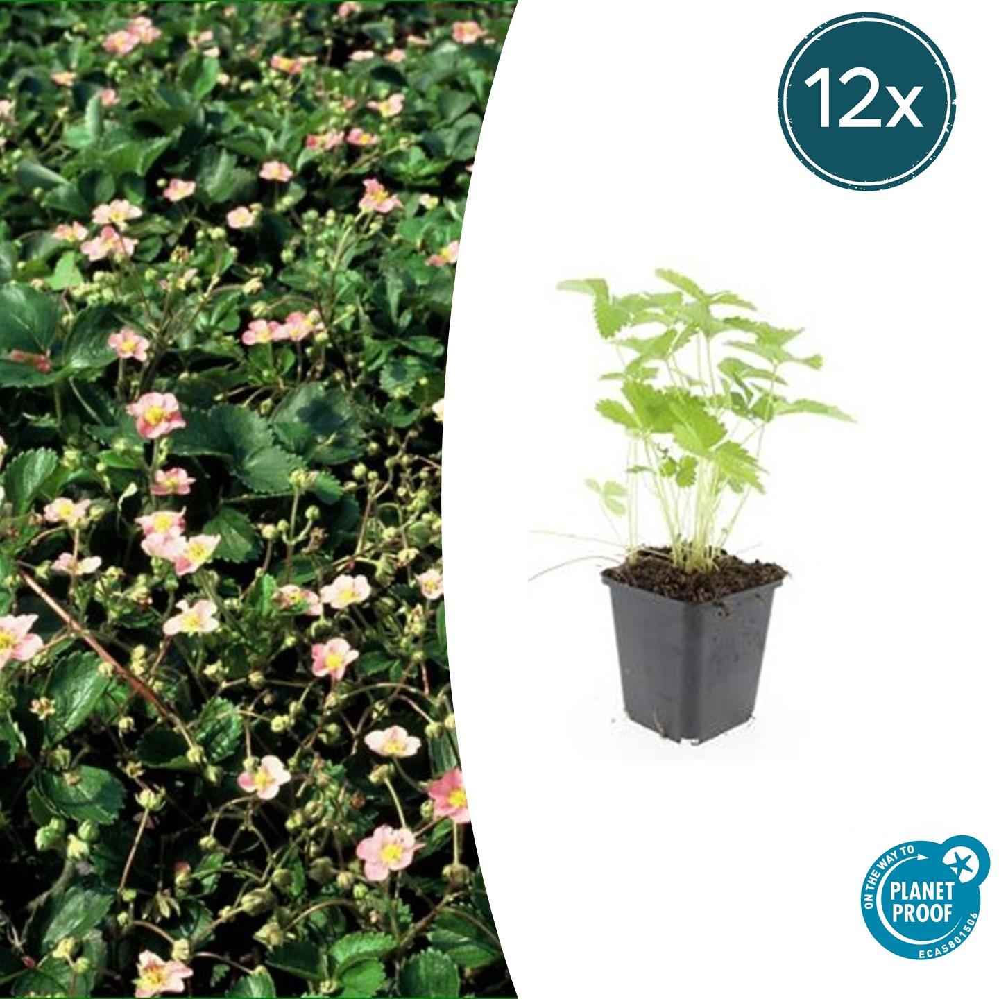 Image of Wald – Erdbeere – Fragaria vesca – ↑10-25cm – Ø9cm – 12 Pflanzen – Bodendecker, essbare Früchte, pflegeleicht & winterhart