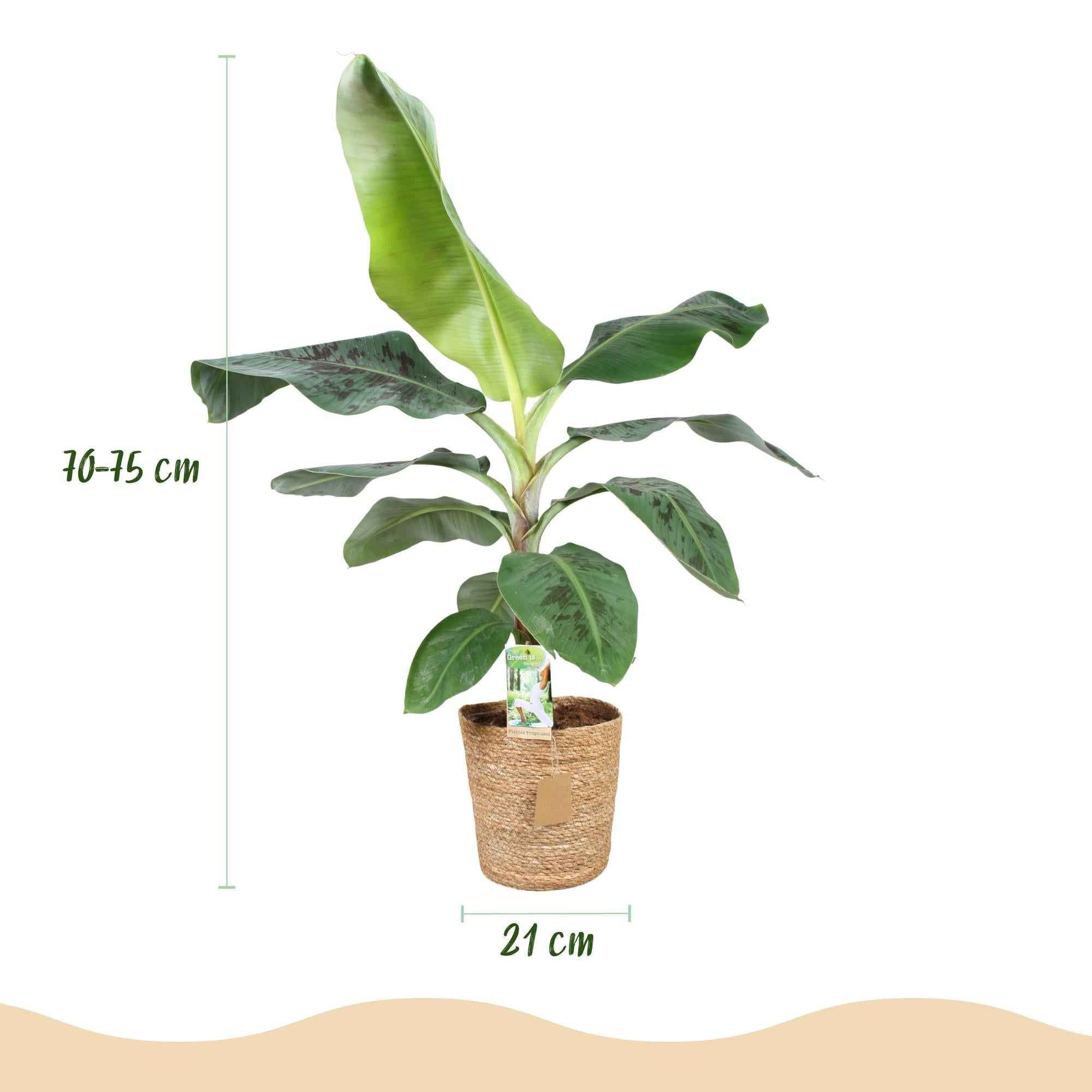 Image of Bananenpflanze Musa acuminata Dwarf Cavendish – 70-75cm – 21cm inkl. Naturkorb – Pflegeleicht – Tropische Zimmerpflanze mit großen Blättern-2